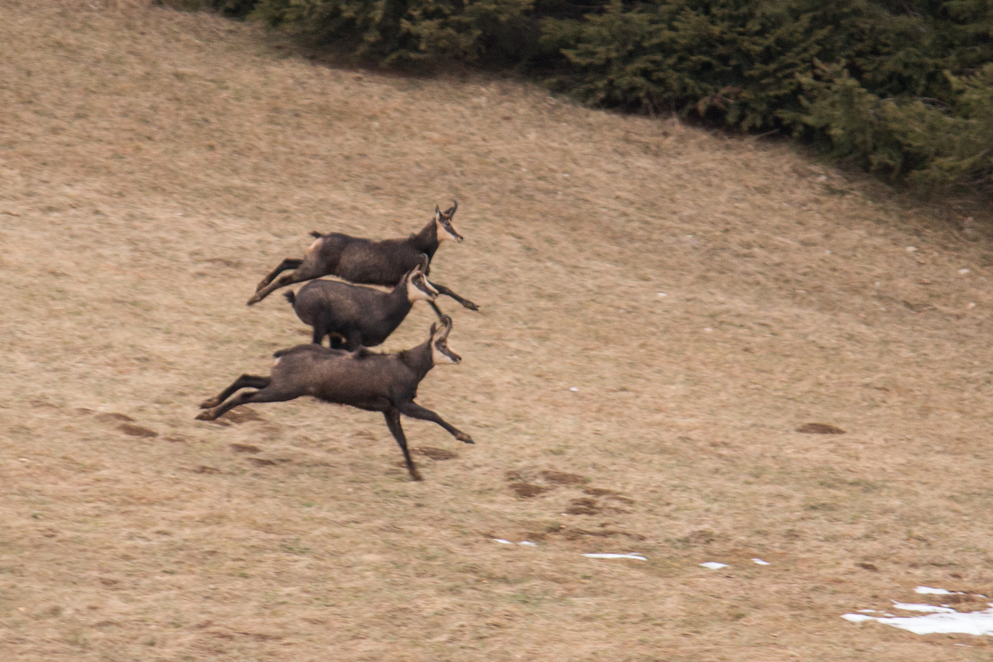 Canon EF-S 55-250mm F4-5.6 IS sample photo. 3, 2, 1, partez photography