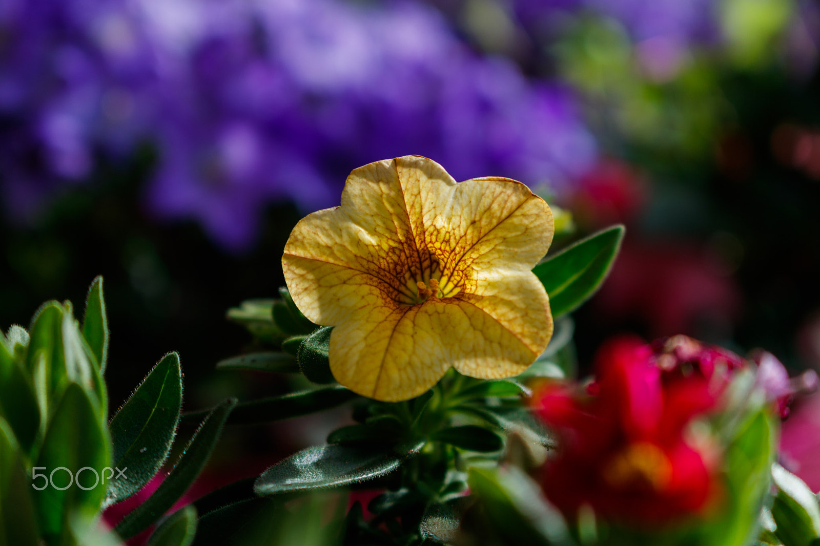 Canon EOS 760D (EOS Rebel T6s / EOS 8000D) sample photo. Flowers in the summer photography