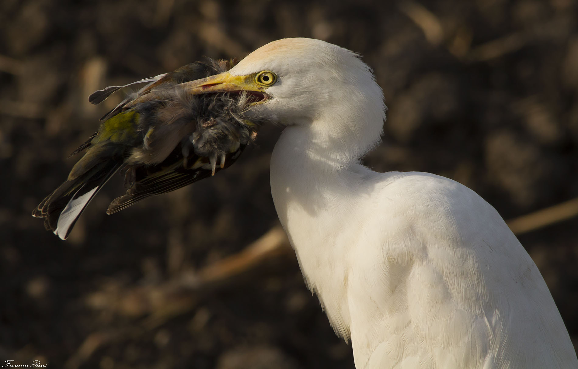 Sigma 150-500mm F5-6.3 DG OS HSM sample photo. Cattle egret with chaffinch, airone guardabuoi con fringuello  photography