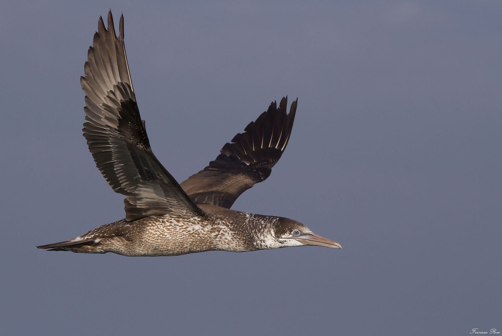 Canon EOS 7D + Sigma 150-500mm F5-6.3 DG OS HSM sample photo. Northern gannet, sula  photography