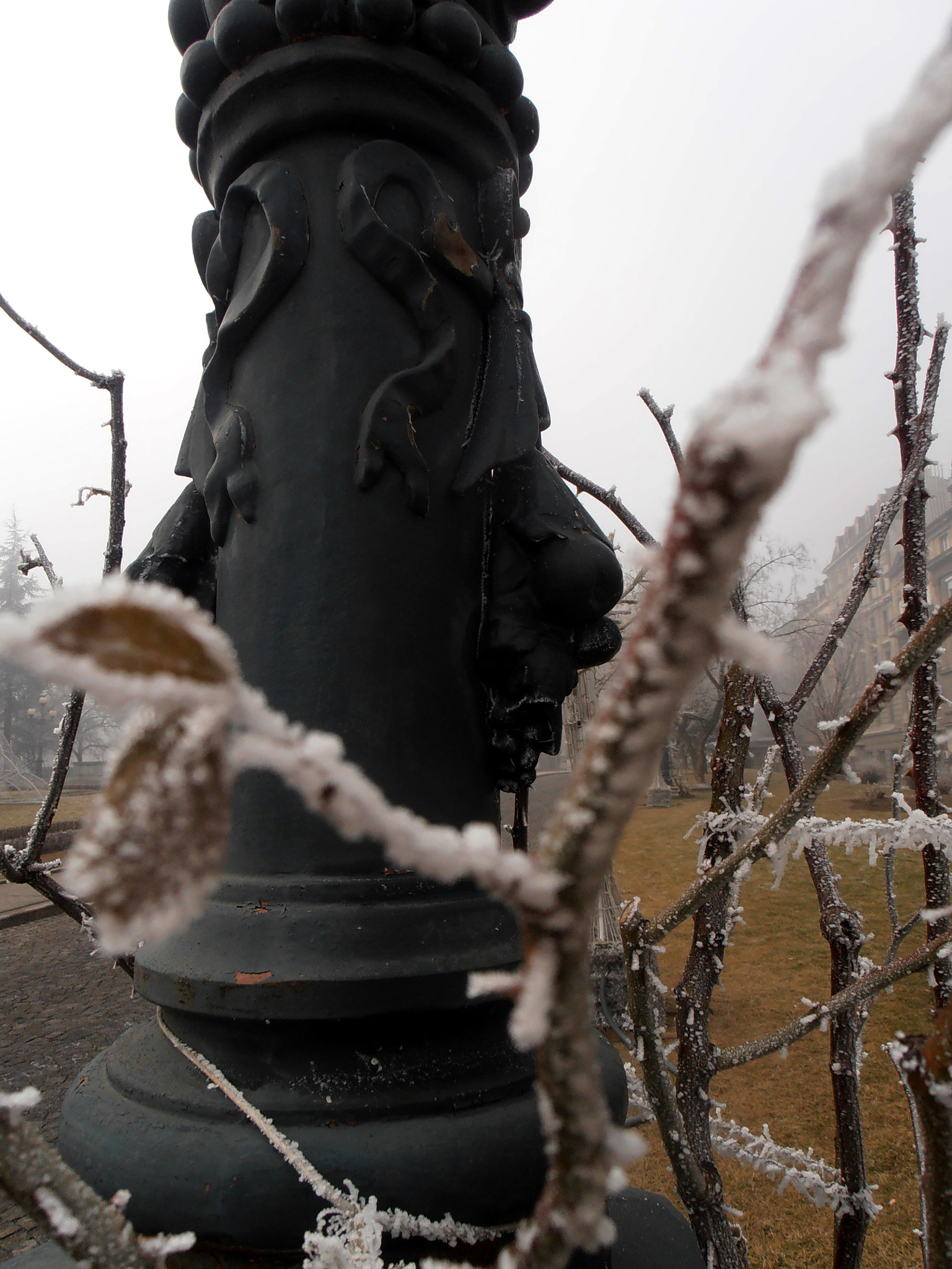 Olympus VR310,D720 sample photo. Frozen thorn photography