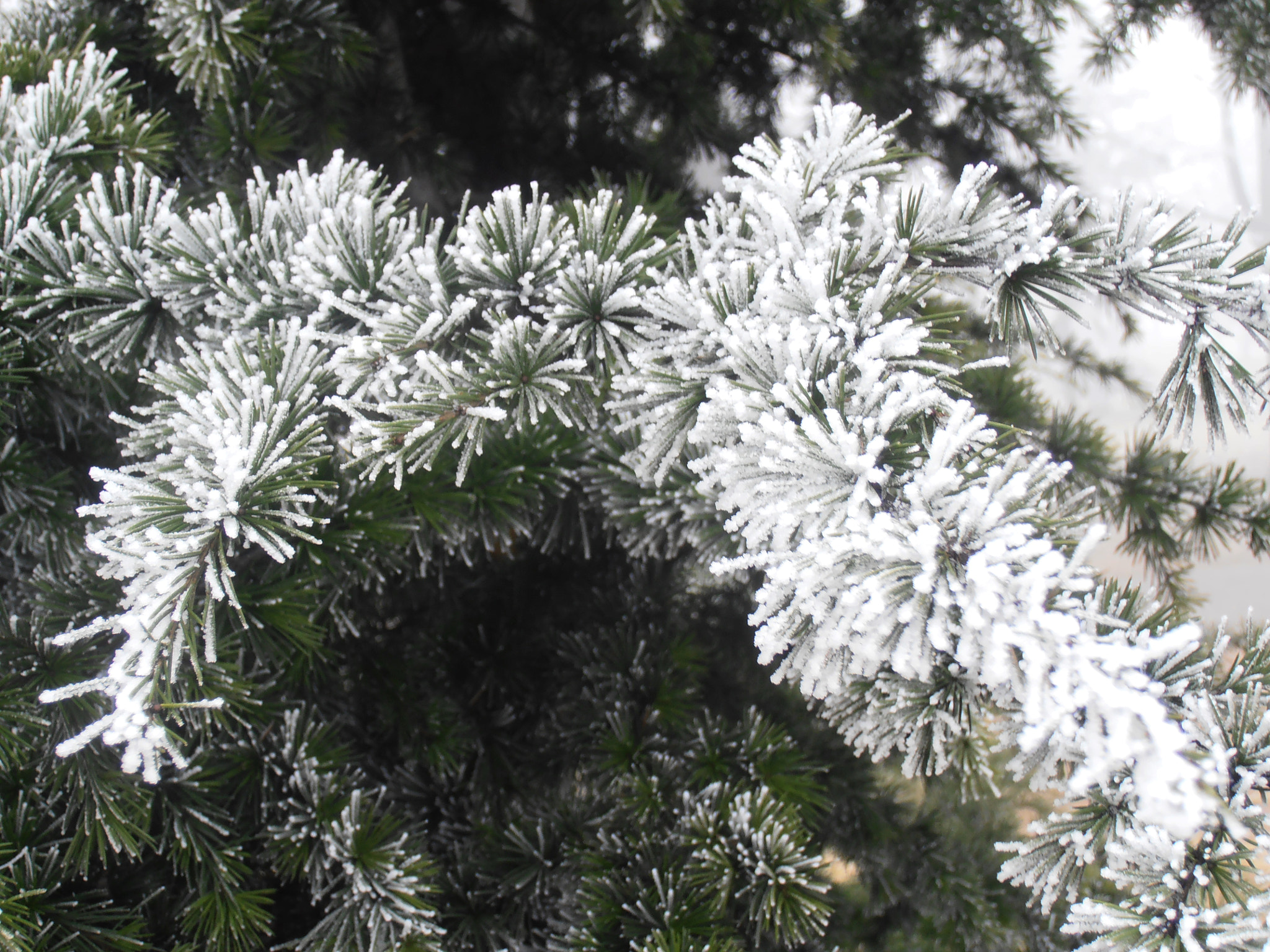 Olympus VR310,D720 sample photo. Frozen needles photography