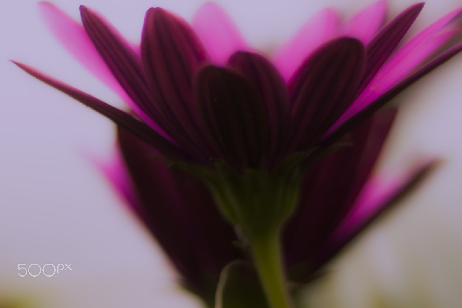 Canon EF 35-80mm f/4-5.6 sample photo. Renacer photography