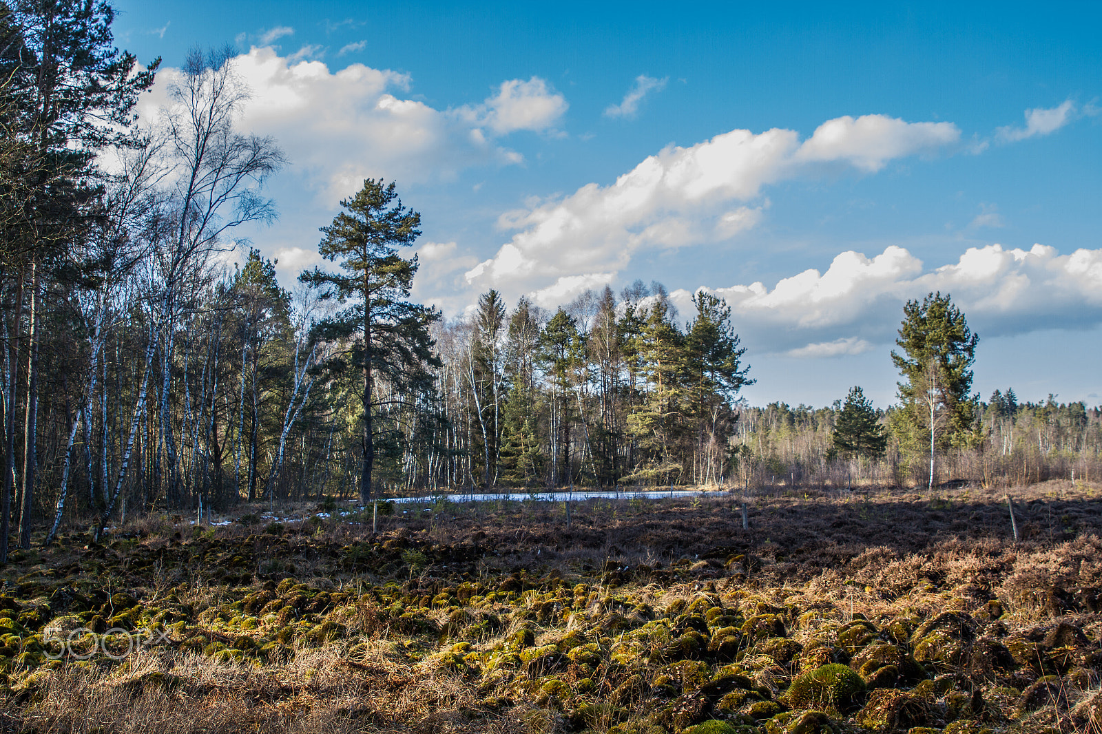 Canon EOS 7D + Sigma 24-70mm F2.8 EX DG Macro sample photo. Schwenninger moos photography
