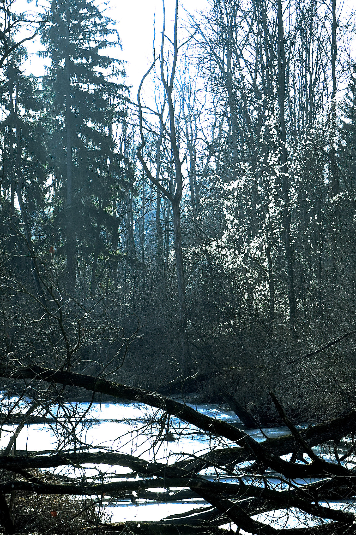 Olympus OM-D E-M5 II sample photo. Tangle wood photography