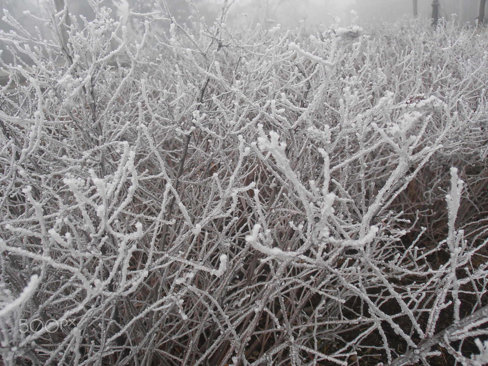 Olympus VR310,D720 sample photo. Tangly frost photography