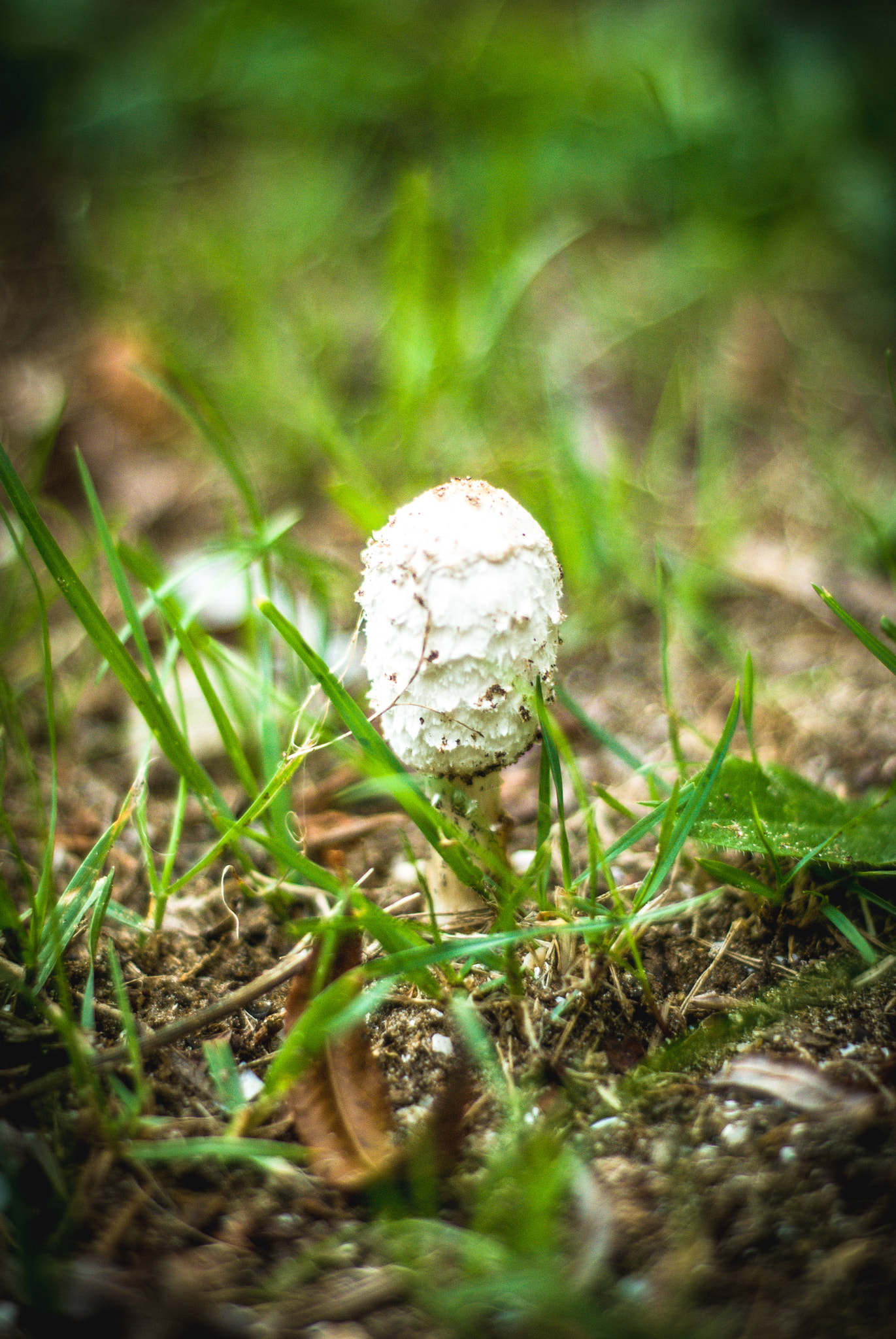 Nikon D80 + Nikon AF Nikkor 50mm F1.8D sample photo. Mushroom photography