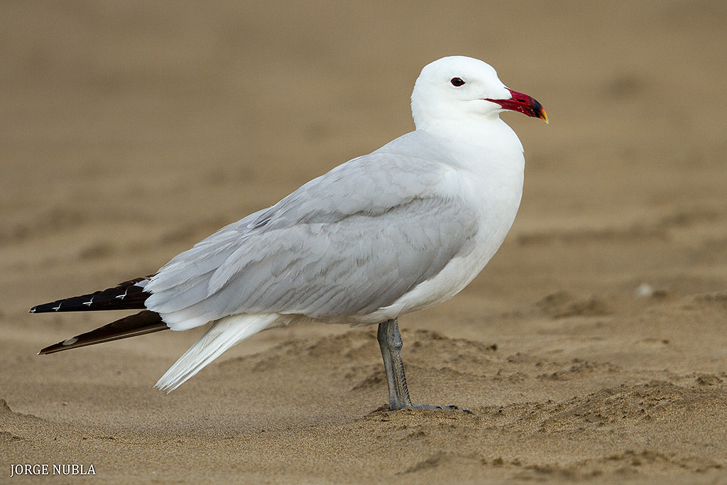 Canon EF 500mm F4L IS II USM sample photo. Gaviota de audouin (larus audouinii). photography