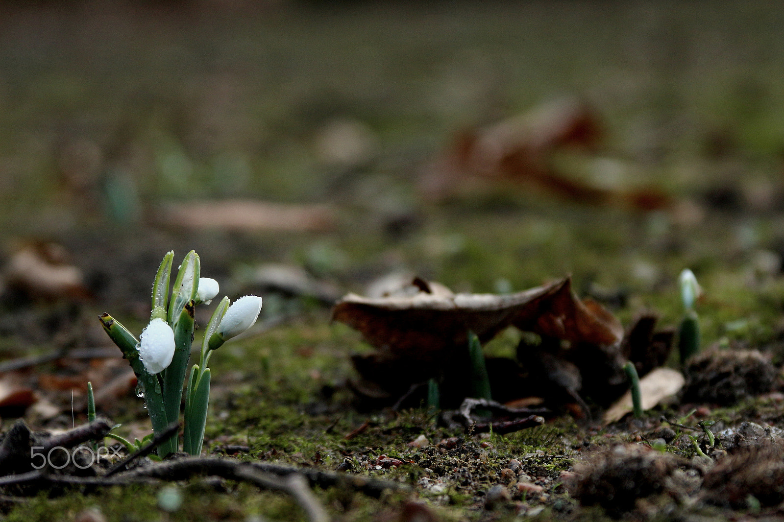 Canon EOS 700D (EOS Rebel T5i / EOS Kiss X7i) + Canon EF 28-135mm F3.5-5.6 IS USM sample photo. Galanthus photography