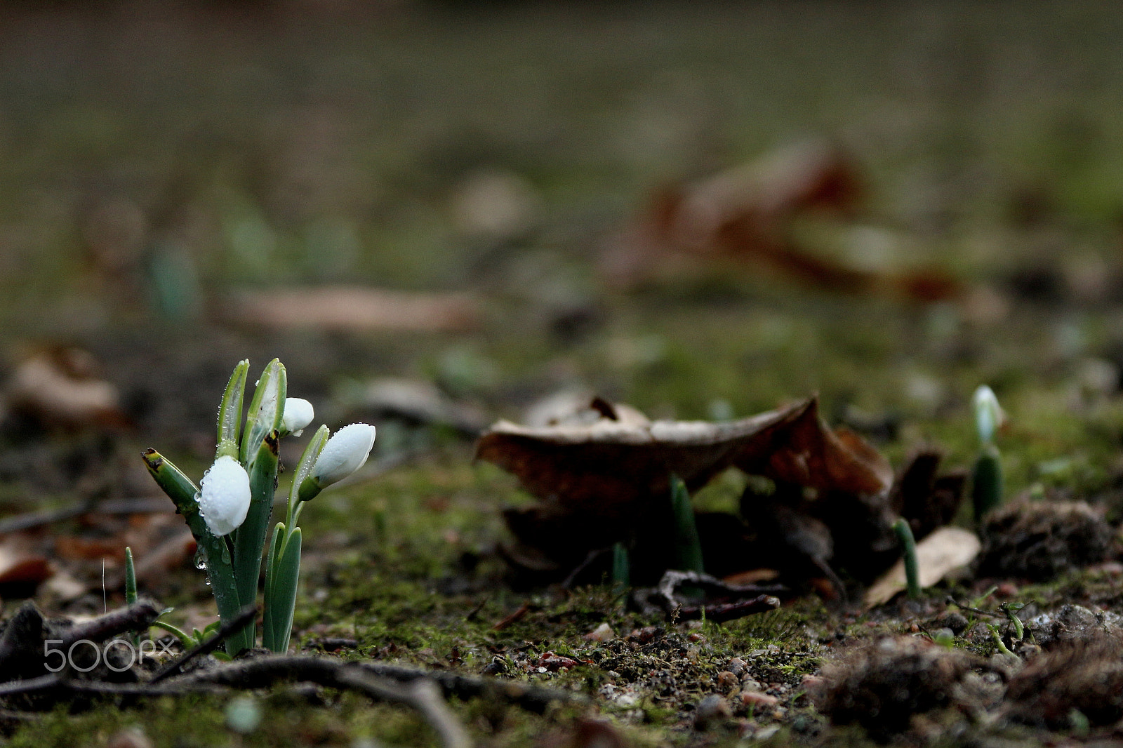 Canon EF 28-135mm F3.5-5.6 IS USM sample photo. Galanthus photography