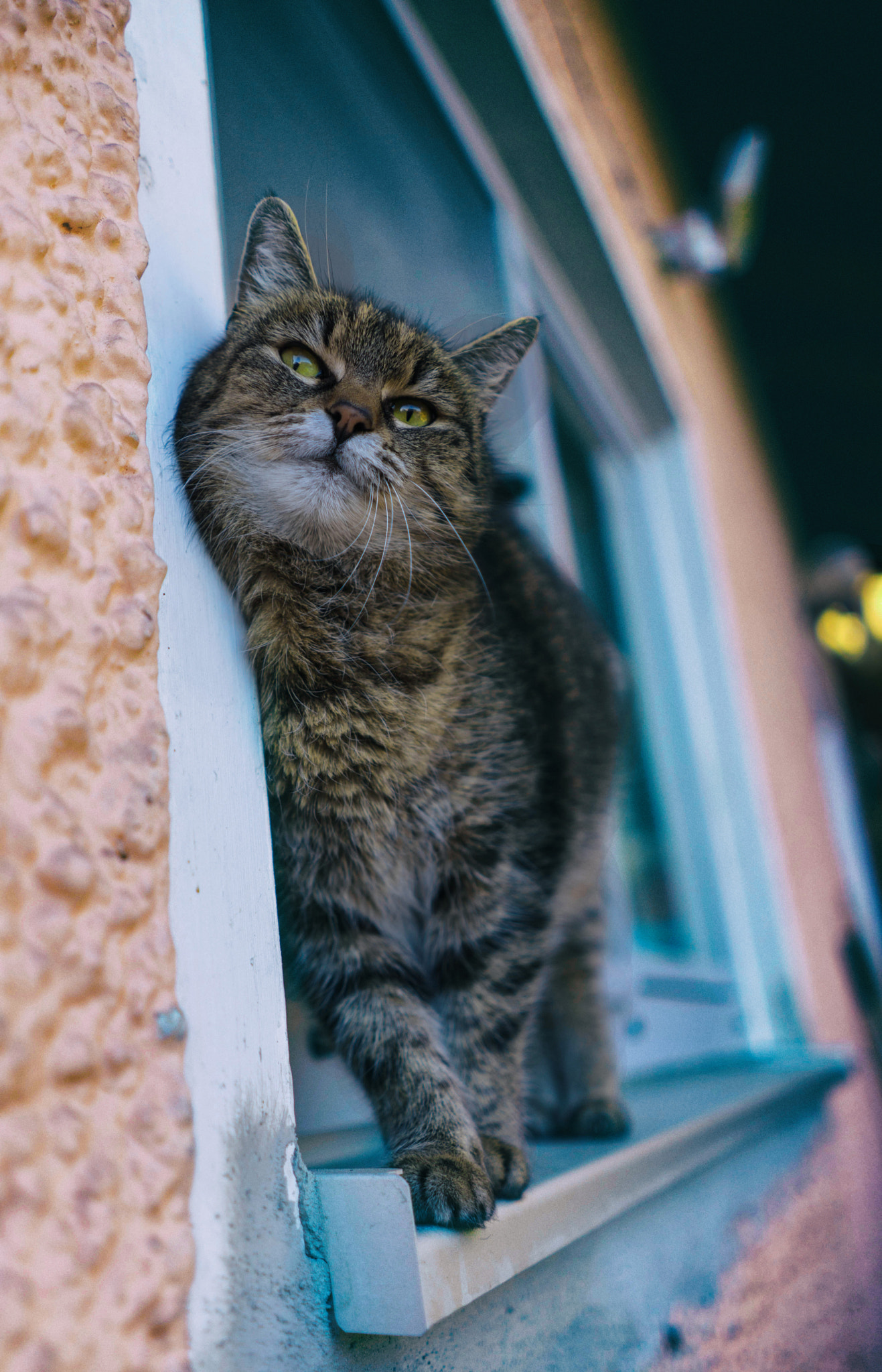 Sony a7 + Sony FE 28mm F2 sample photo. Snooty one photography