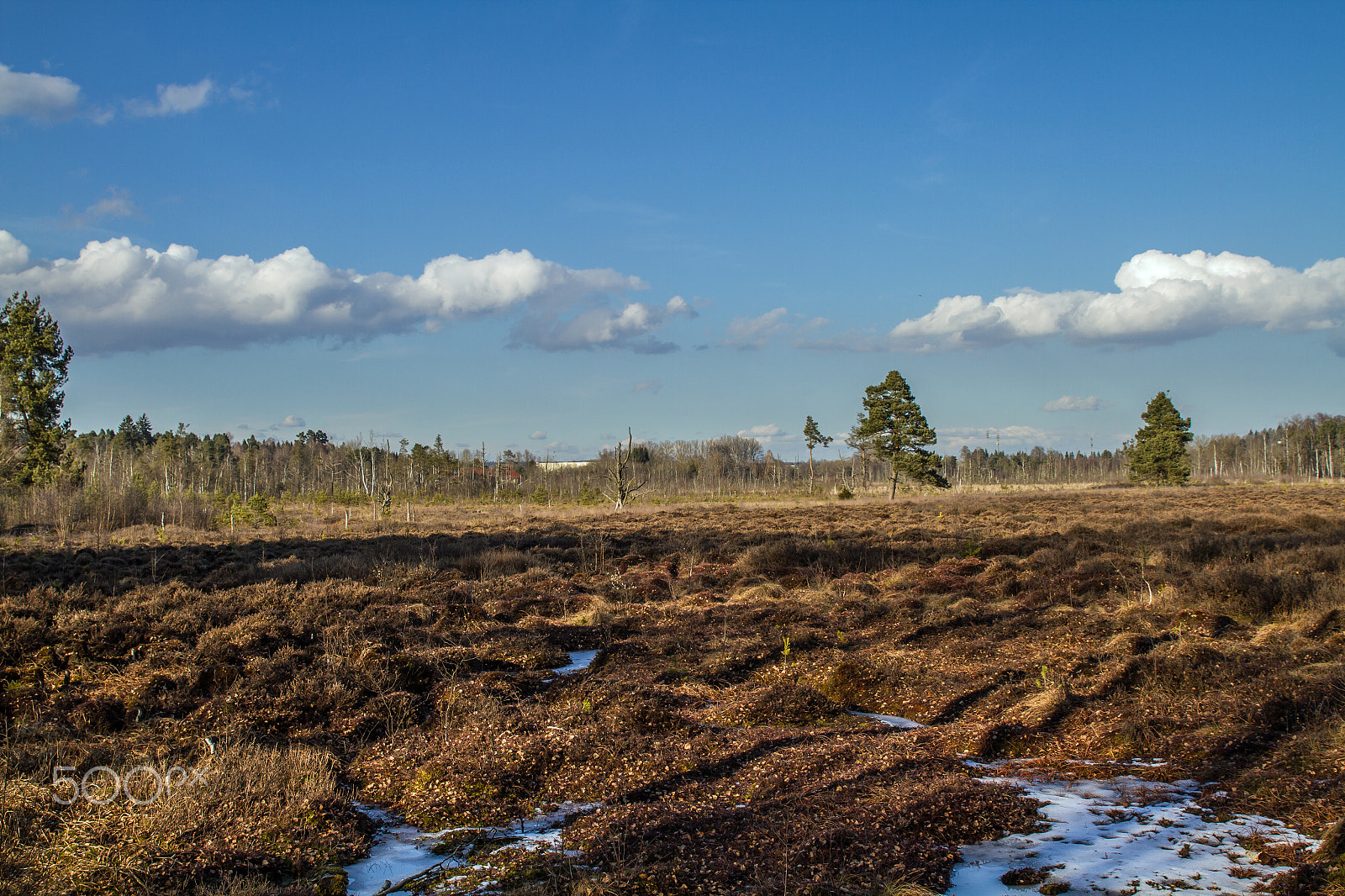 Canon EOS 7D + Sigma 24-70mm F2.8 EX DG Macro sample photo. Schwenninger moos photography