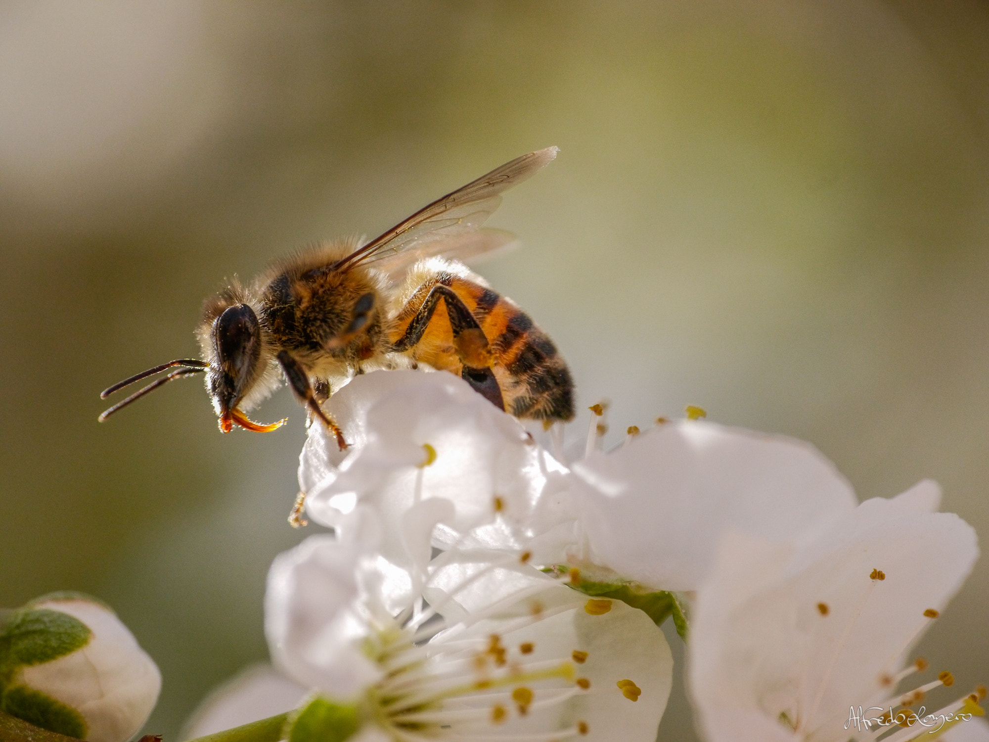 Panasonic Lumix DMC-G5 sample photo. Just pollinating photography