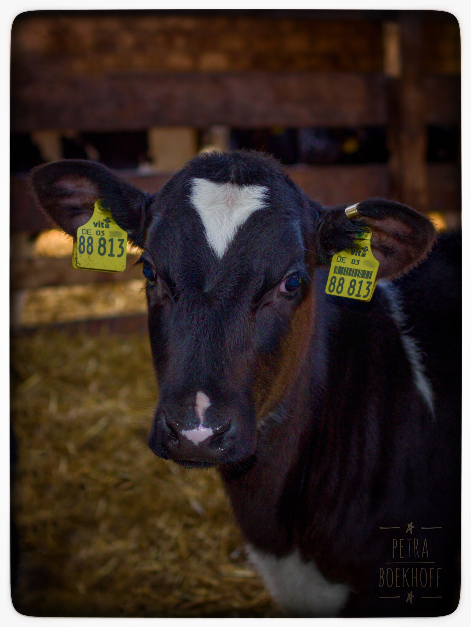 Pentax K-70 sample photo. Kalb - calf photography