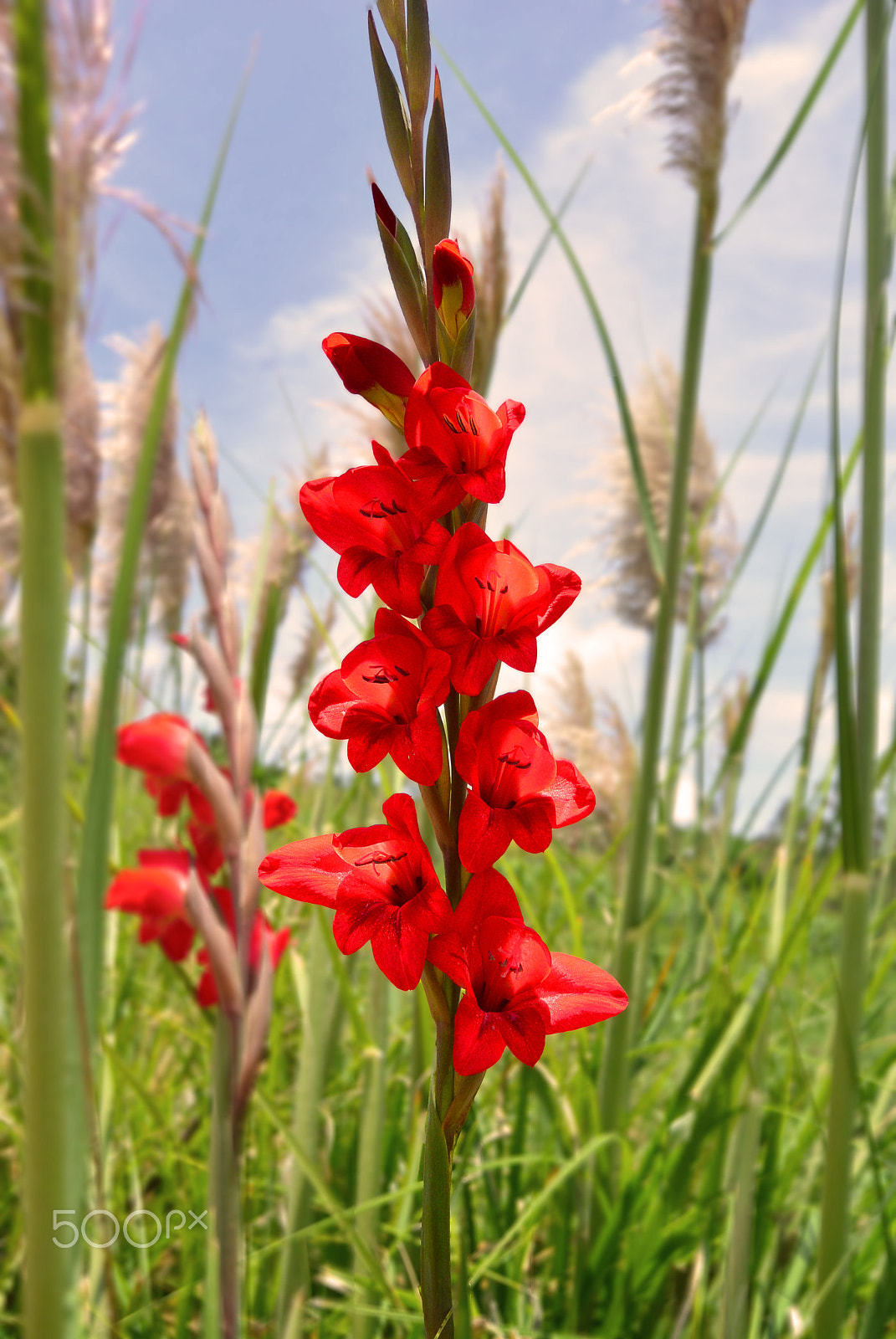 Nikon 1 Nikkor 11-27.5mm F3.5-5.6 sample photo. Red flower photography