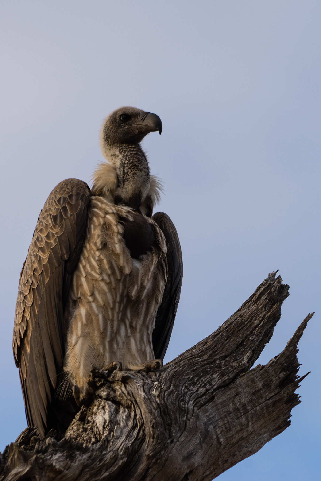 Sony a7R sample photo. Vulture at kruger national park photography