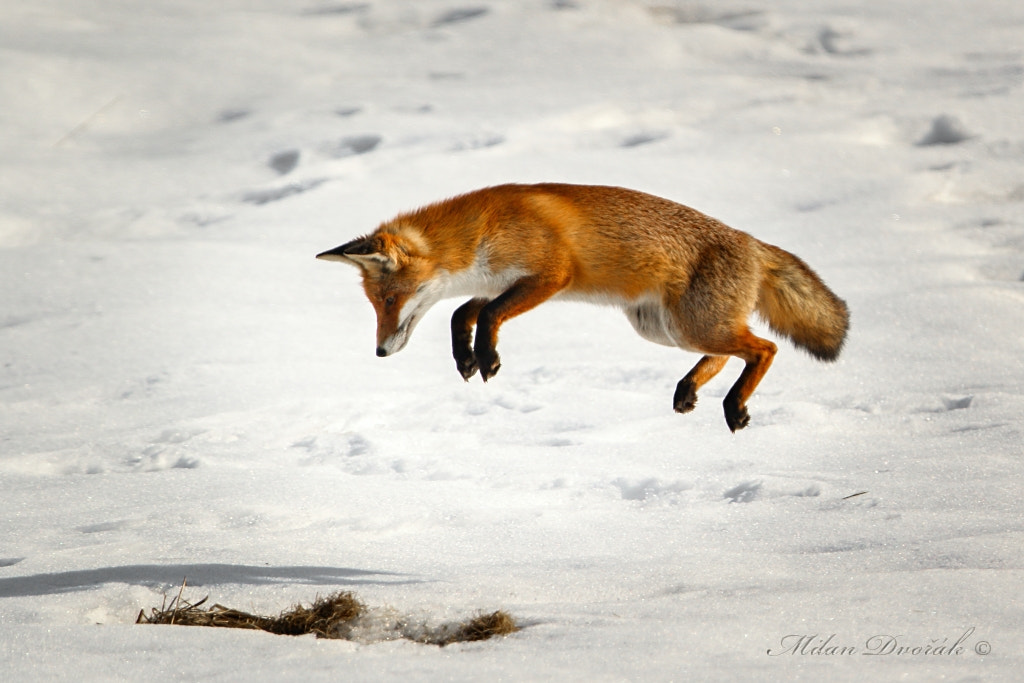 Canon EF 300mm F2.8L IS USM sample photo. The maximum concentration of attack on a mouse photography