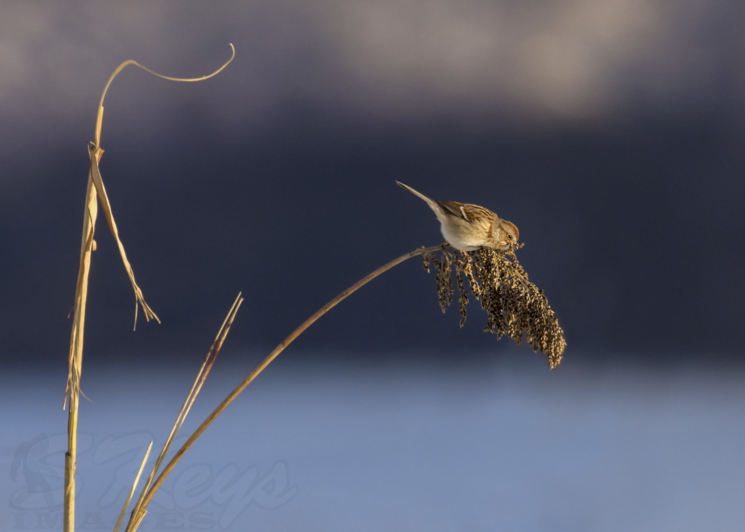 Nikon D7200 + Nikon AF-S Nikkor 500mm F4G ED VR sample photo. Picker (american tree sparrow) photography