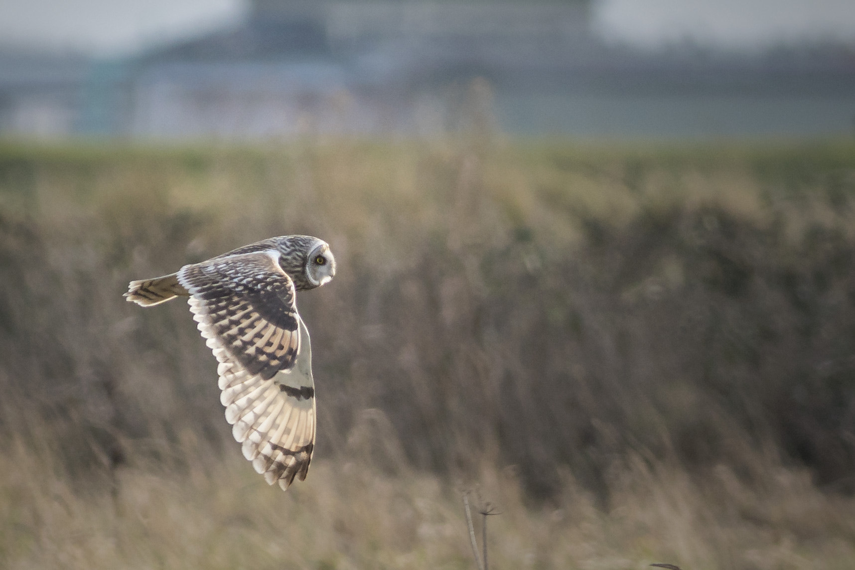 Sony a7R II + Canon EF 400mm F5.6L USM sample photo. Short eared owl photography