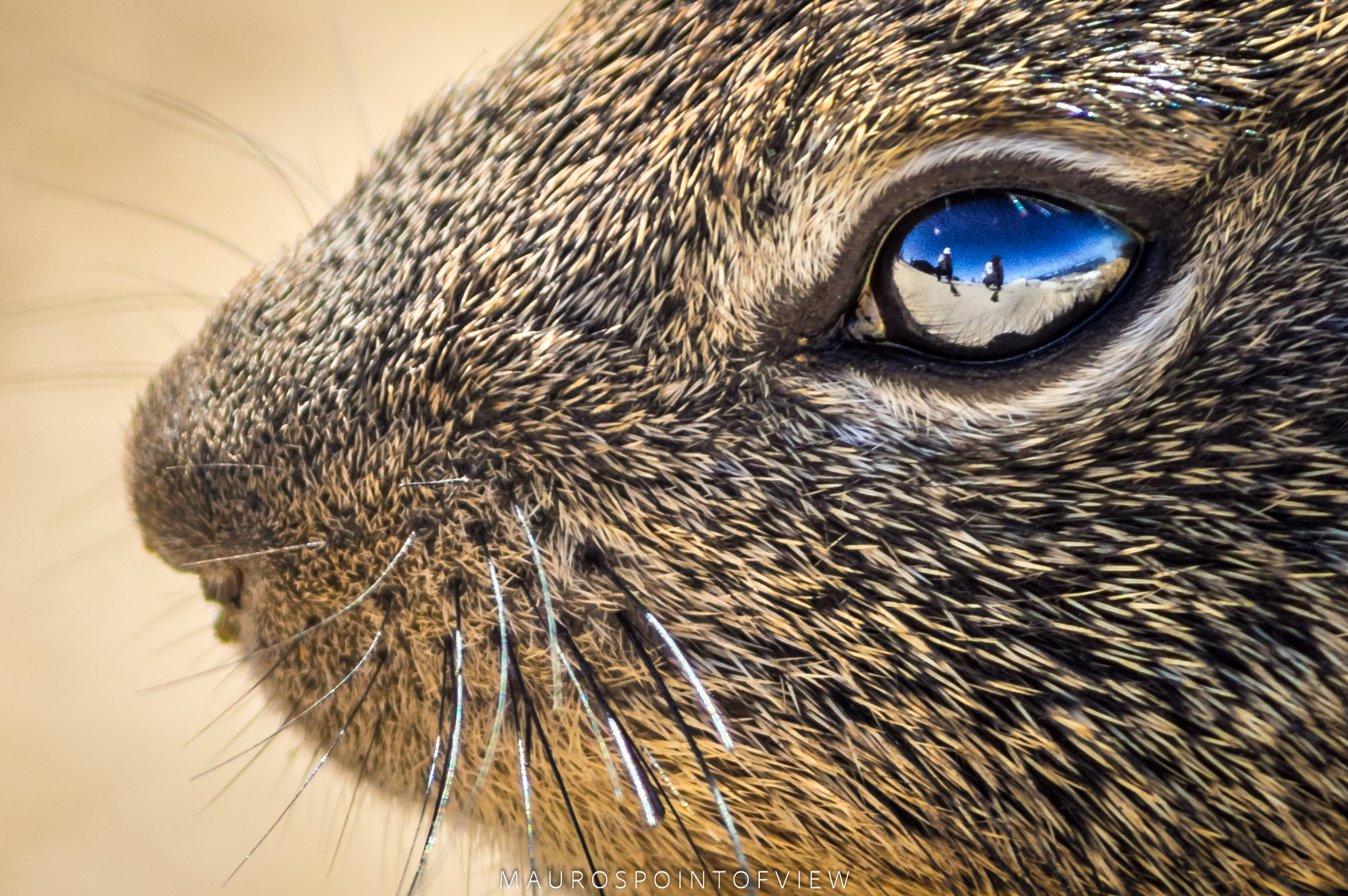 HD Pentax DA 55-300mm F4.0-5.8 ED WR sample photo. In the squirrel's eye photography