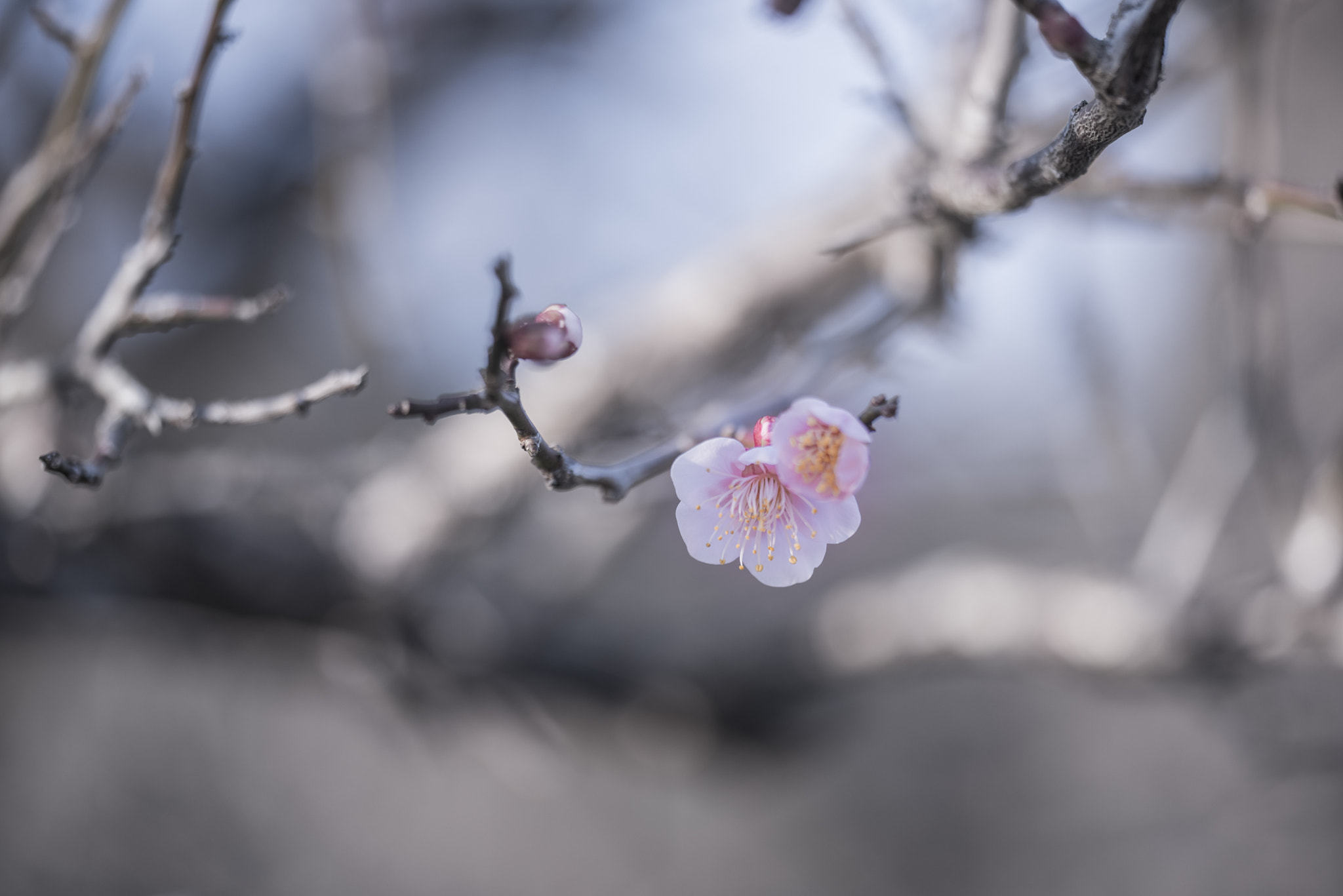 Nikon D750 sample photo. Plum blossom photography