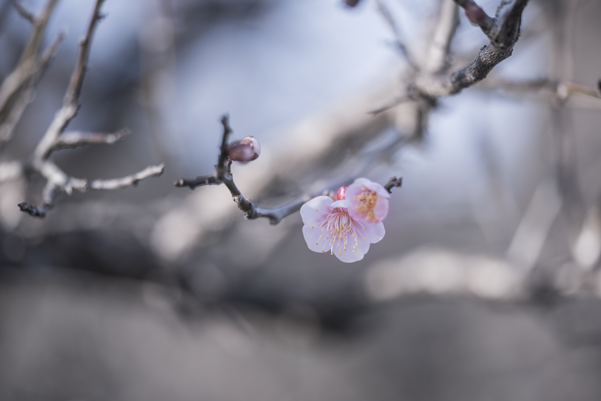 Sigma 150mm F2.8 EX DG OS Macro HSM sample photo. Plum blossom photography