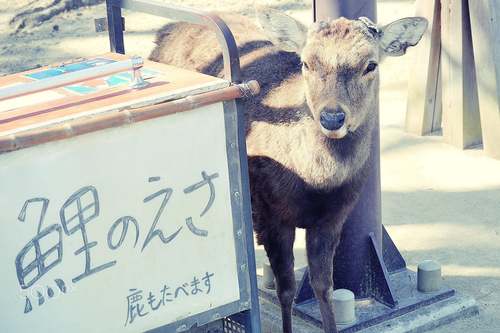 Nikon 1 Nikkor VR 30-110mm F3.8-5.6 sample photo. Guide of nara photography
