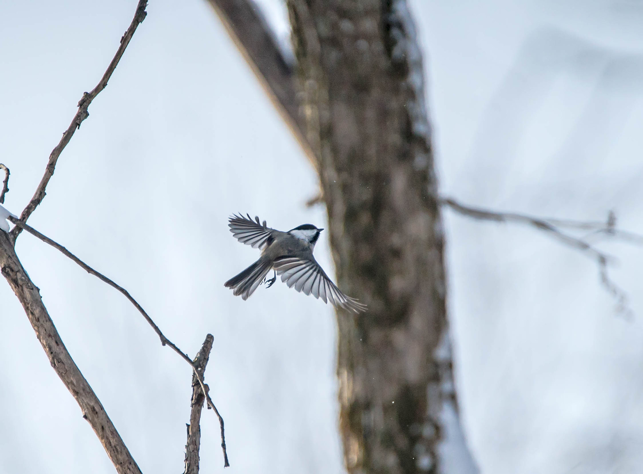 Sony a7S II + Tamron Lens (255) sample photo. Mésange vol photography