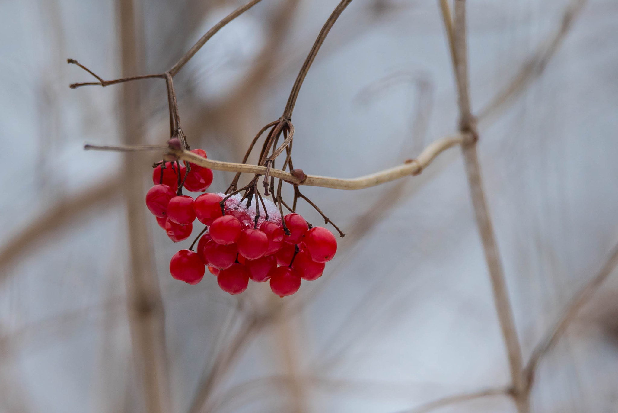 Sony a7S II + Tamron SP 150-600mm F5-6.3 Di VC USD sample photo. Fruits photography