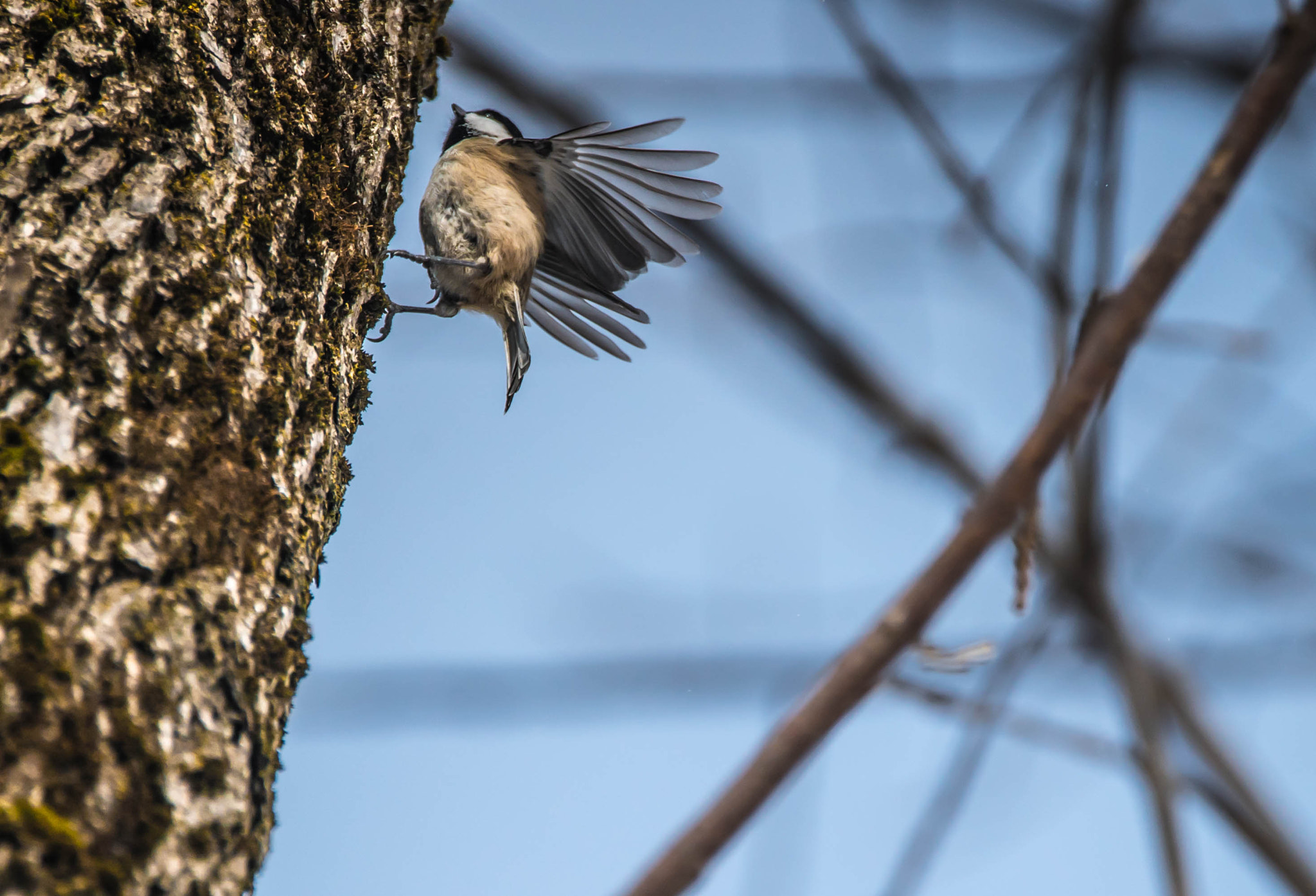 Sony a7S II sample photo. Mésange photography