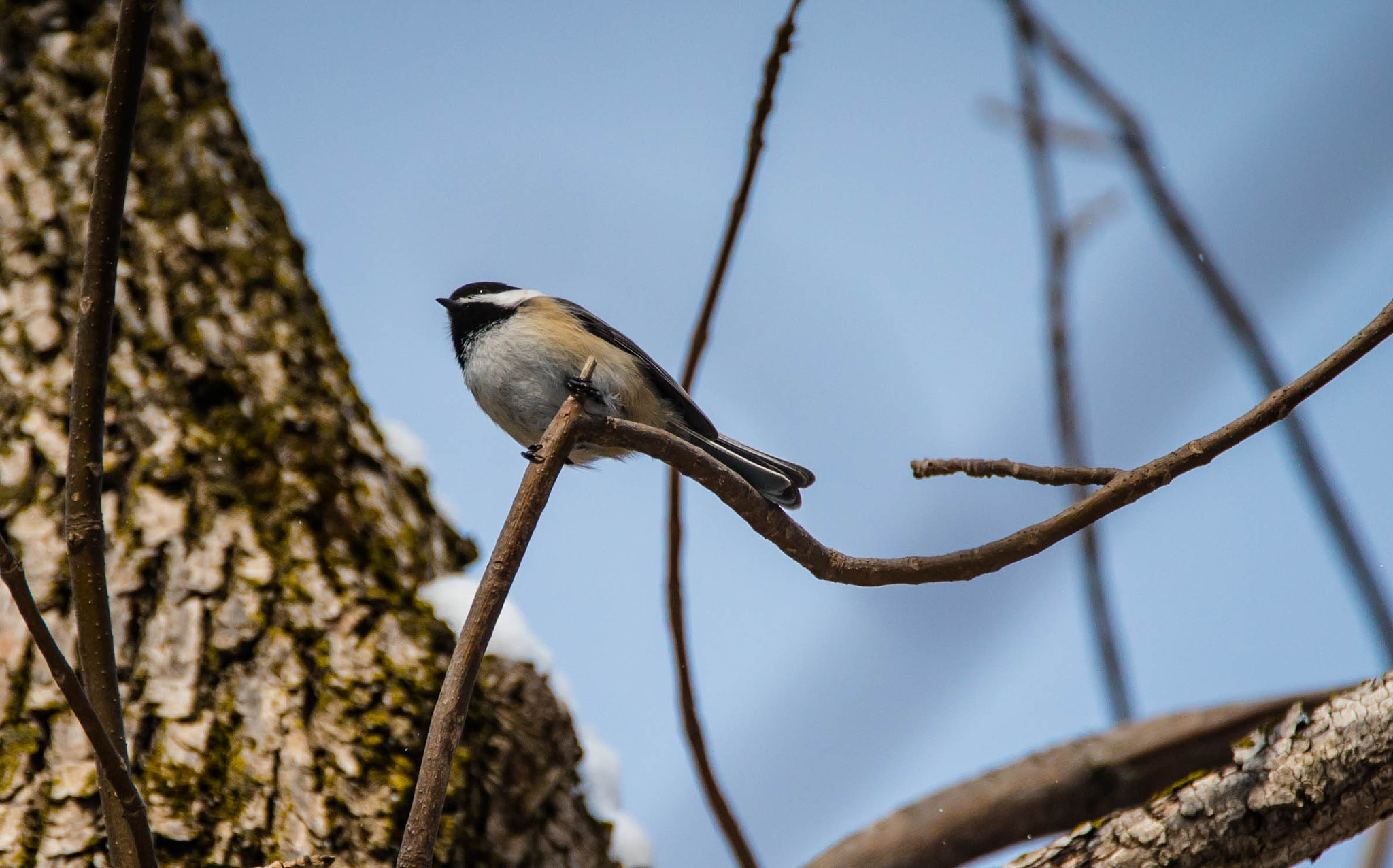 Sony a7S II sample photo. Mésange photography