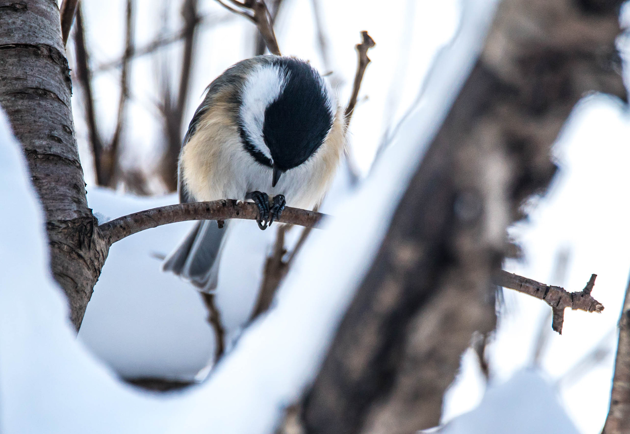 Sony a7S II + Tamron Lens (255) sample photo. Mésange photography