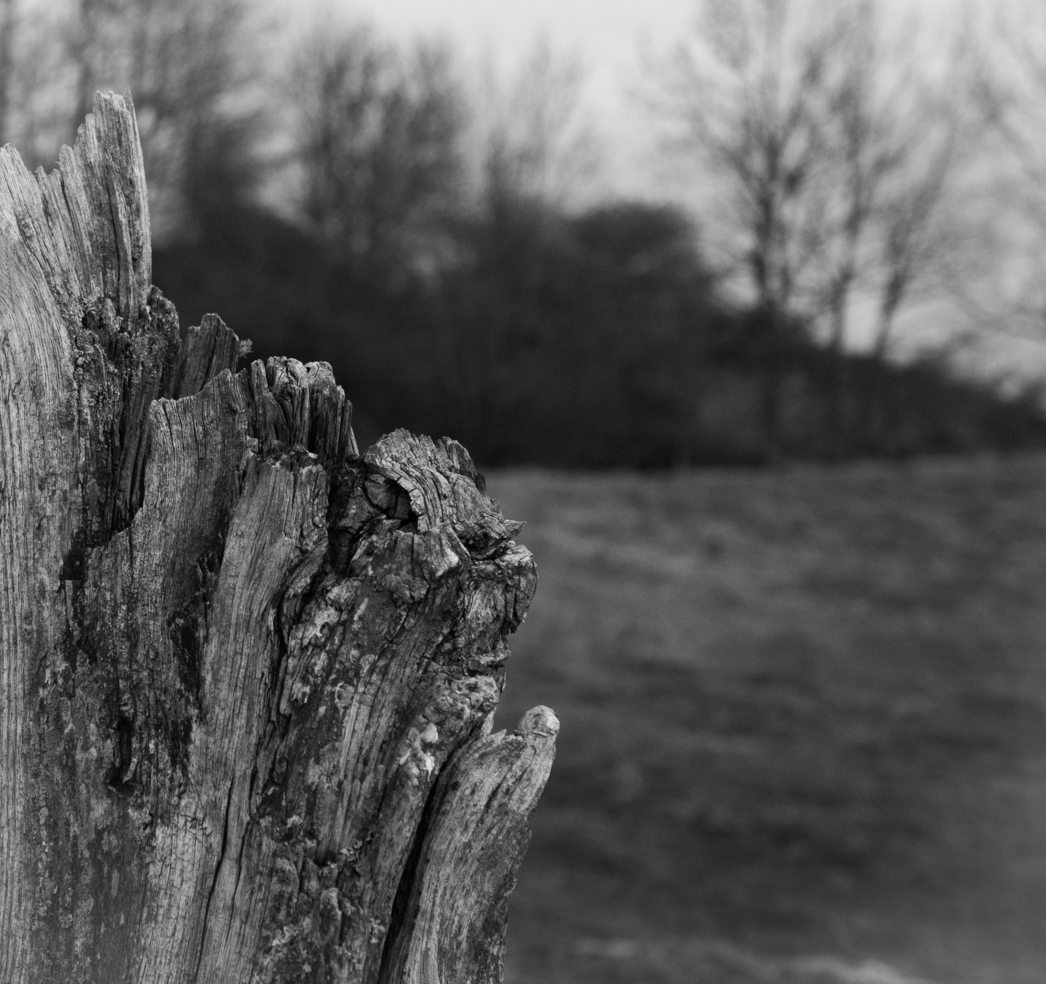 Sony Cyber-shot DSC-RX10 + 24-200mm F2.8 sample photo. Bois photography