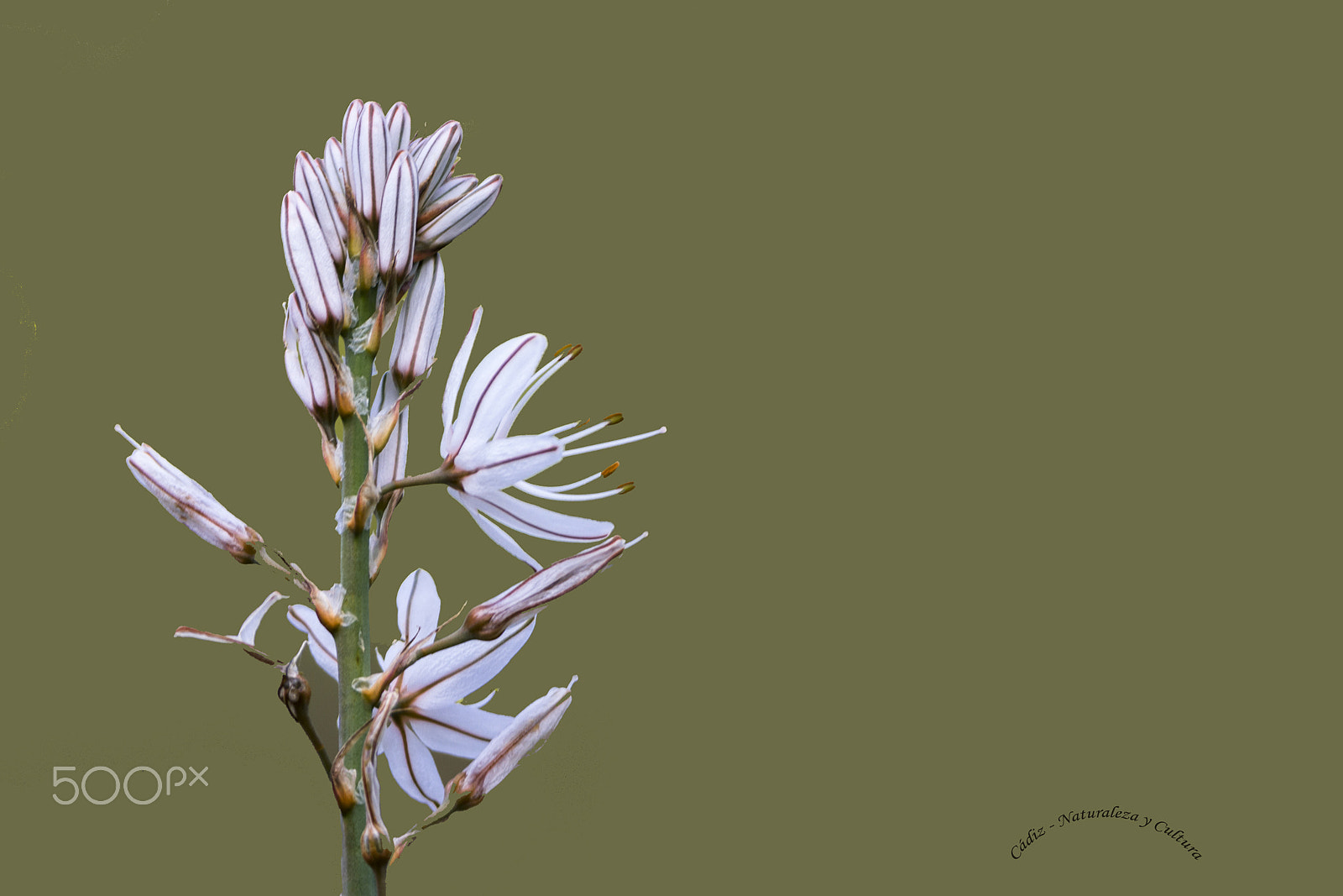 Tamron SP 150-600mm F5-6.3 Di VC USD sample photo. Flor photography