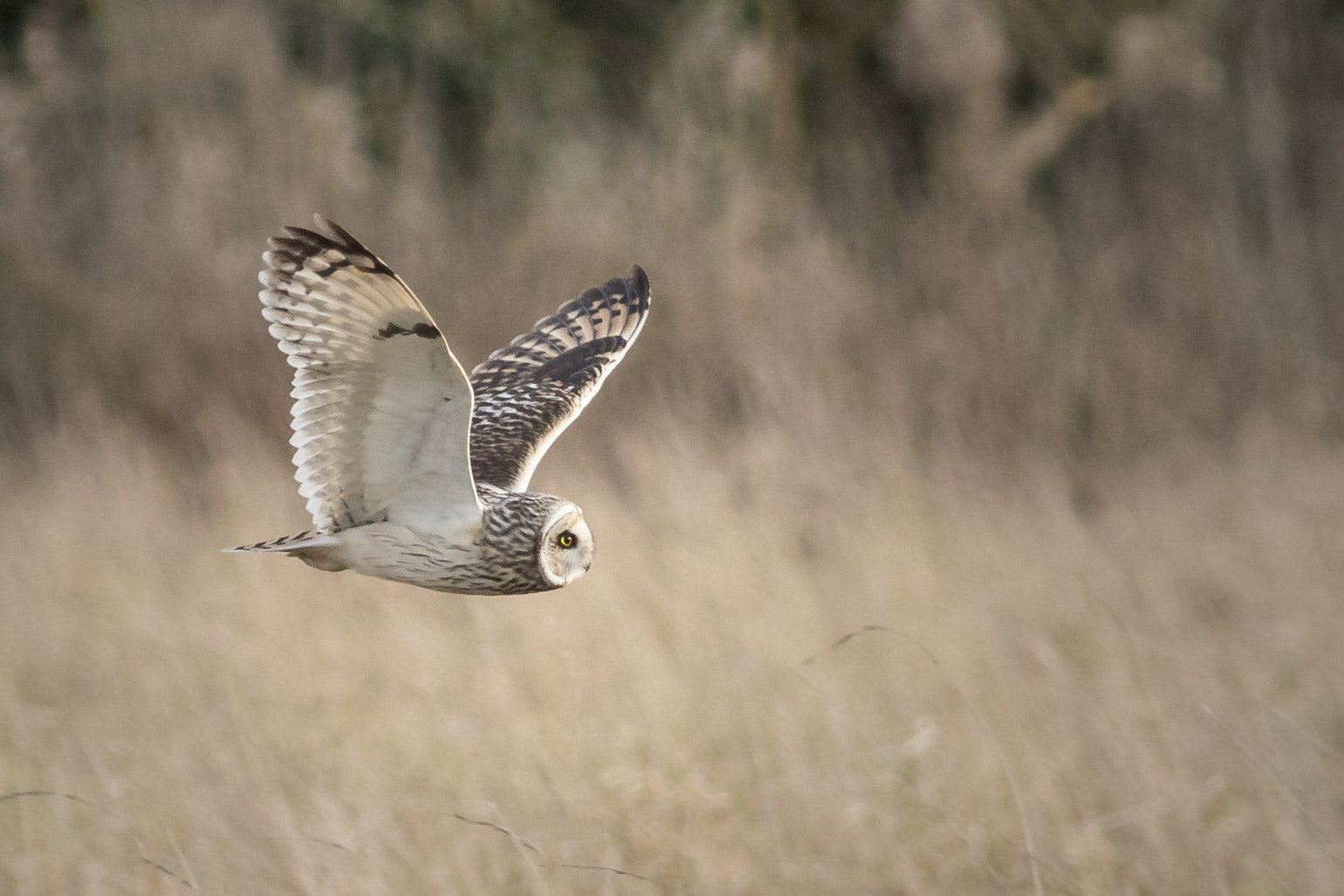 Sony a7R II + Canon EF 400mm F5.6L USM sample photo. Close up of short eared owl photography