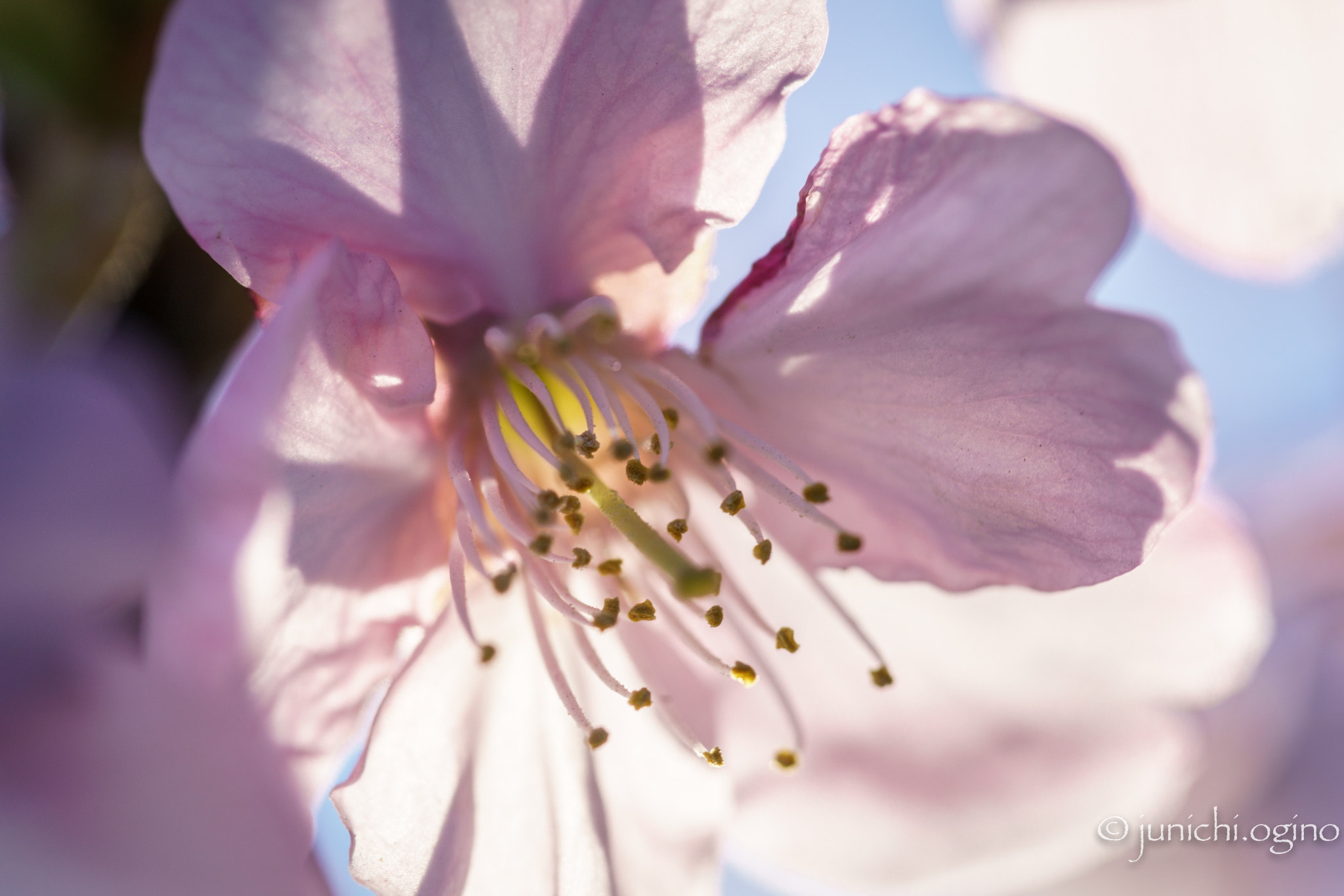 Minolta AF 100mm F2.8 Macro [New] sample photo. Sakura photography