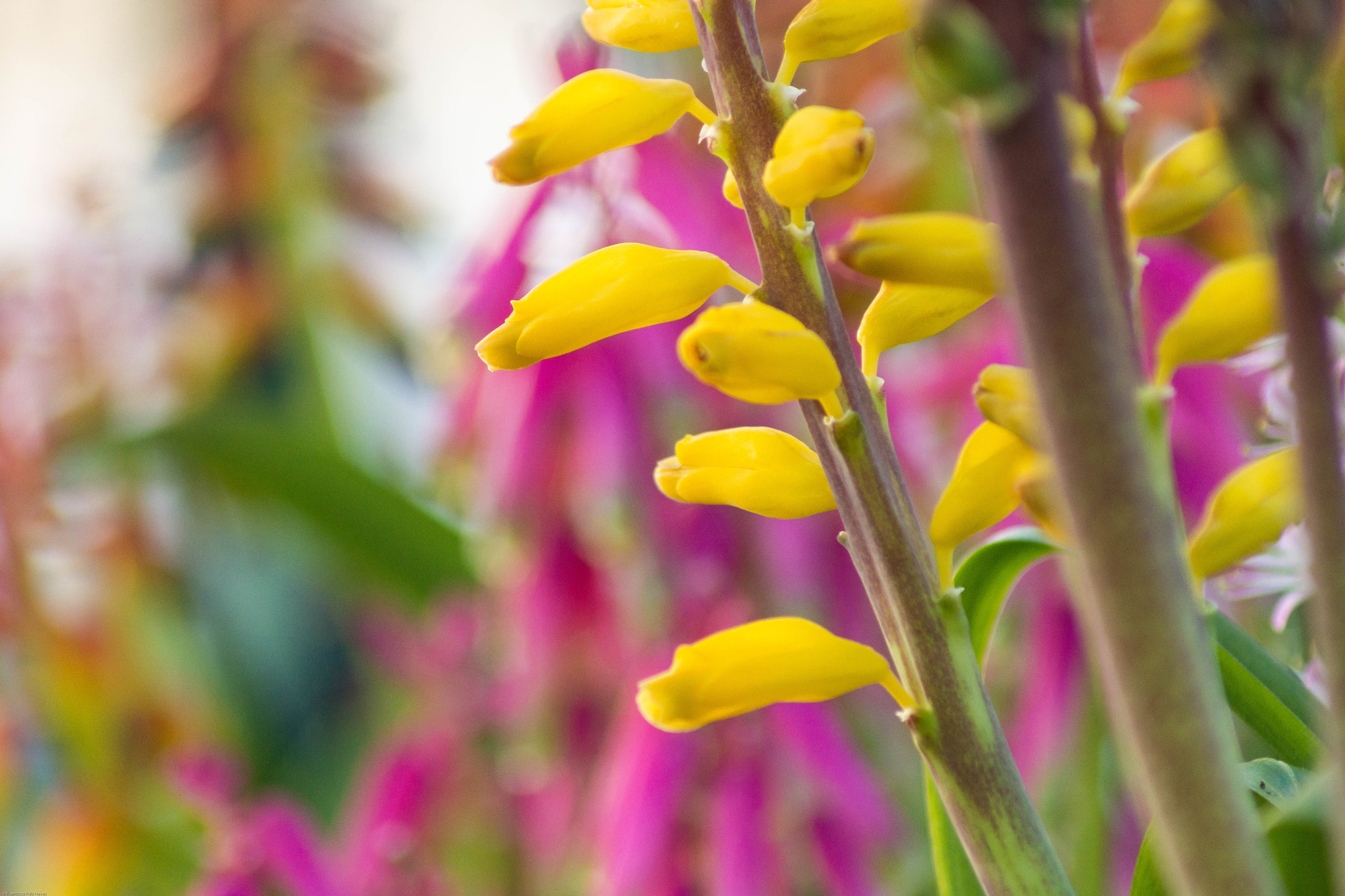 Sony SLT-A65 (SLT-A65V) sample photo. Flowers photography