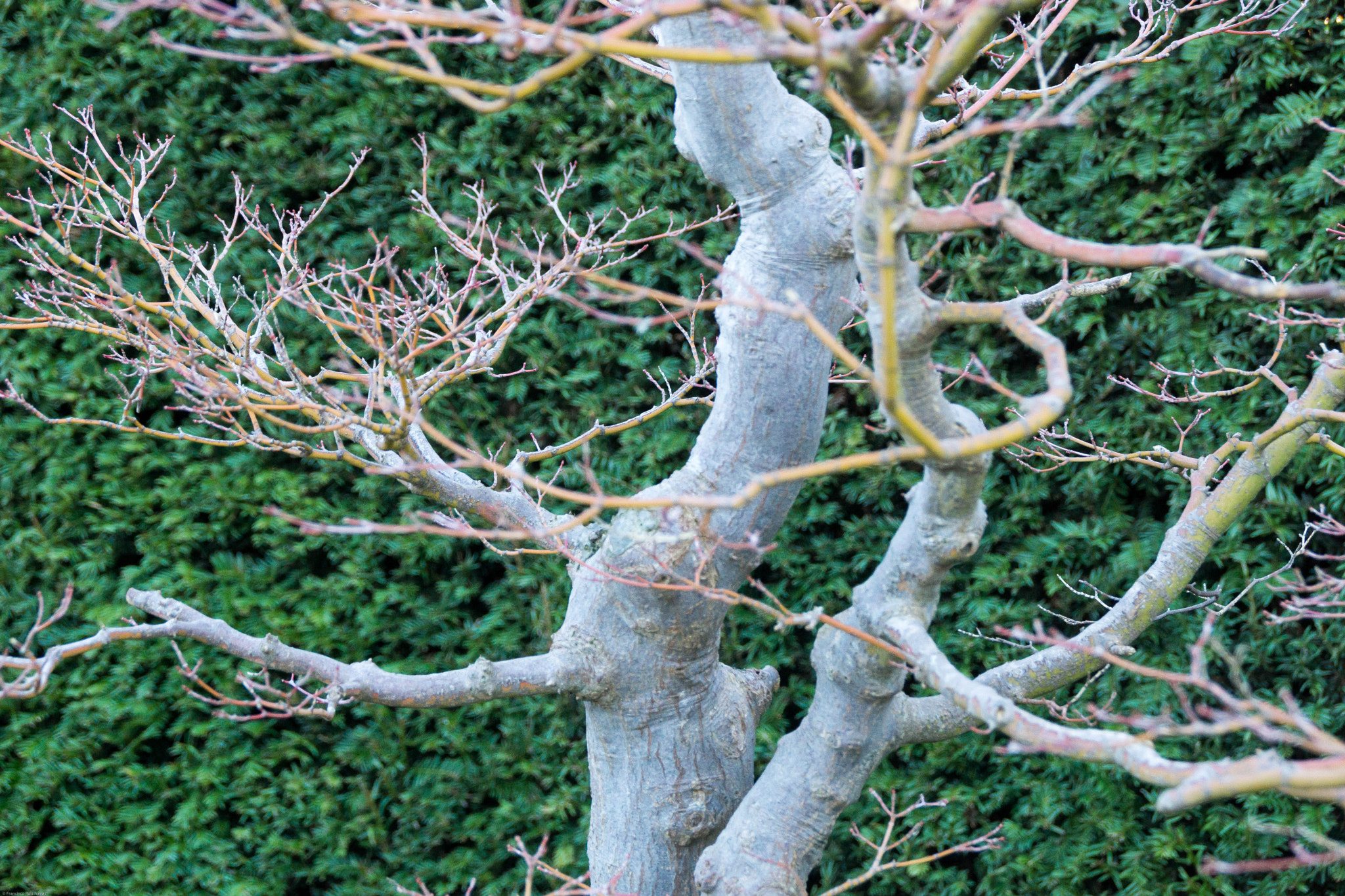 Sony SLT-A65 (SLT-A65V) sample photo. Bonsai photography