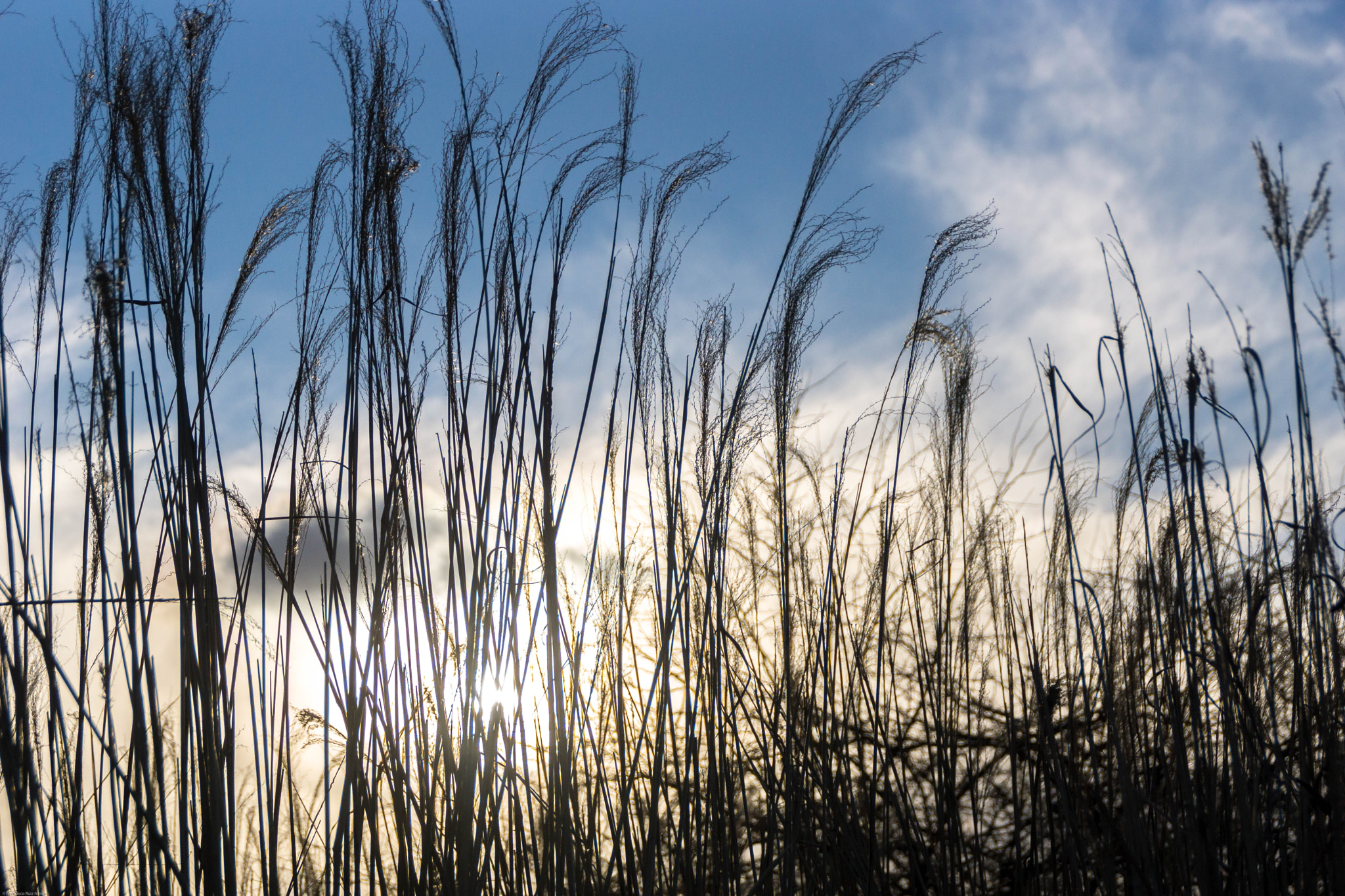 Sony DT 18-200mm F3.5-6.3 sample photo. Tall grass at sunset photography