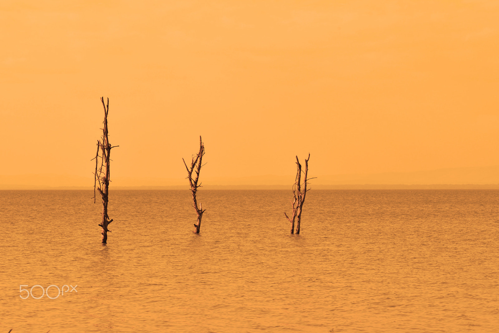 Nikon D800 sample photo. Deadly sun photography