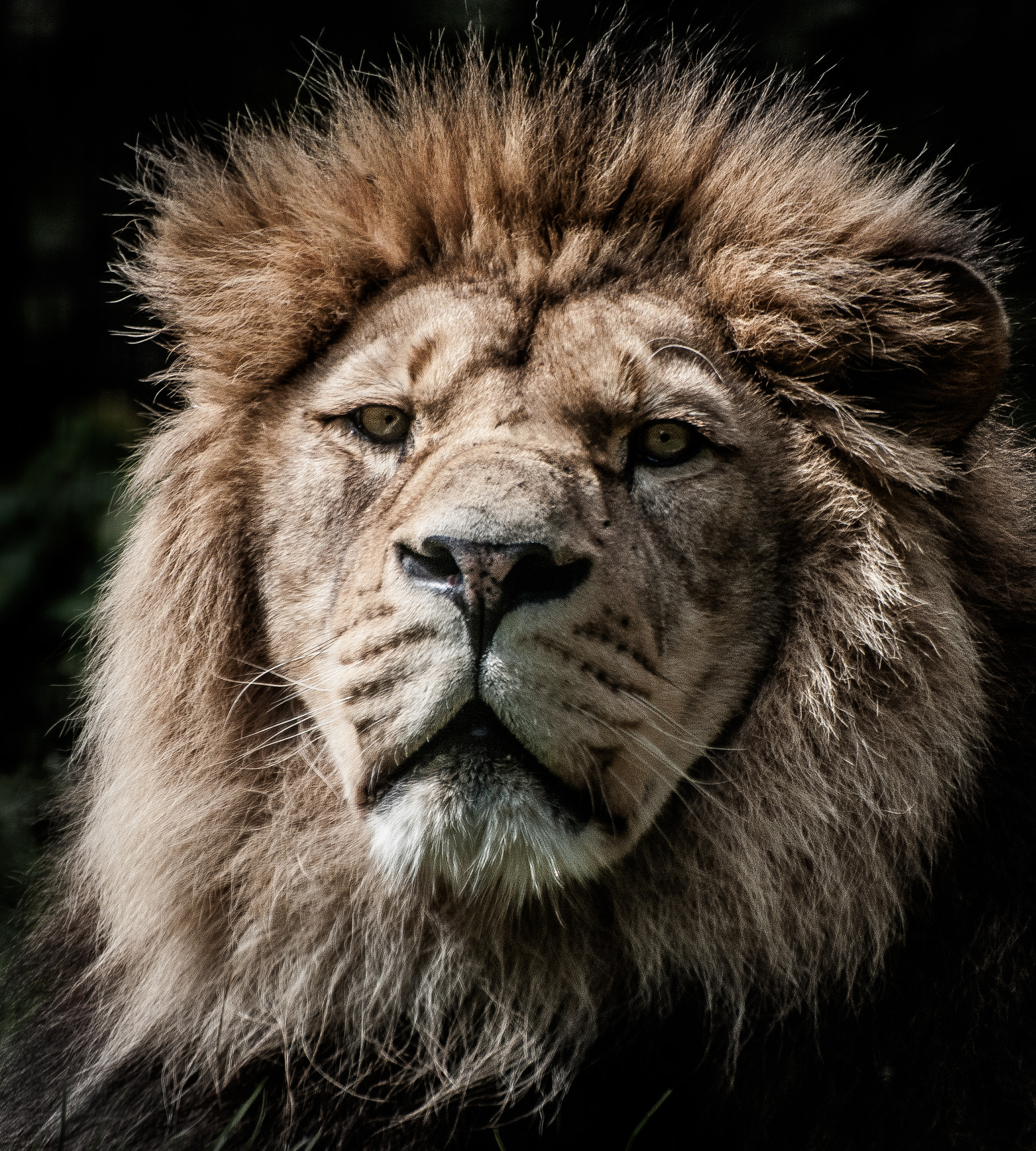 Nikon D80 sample photo. King of the jungle photography