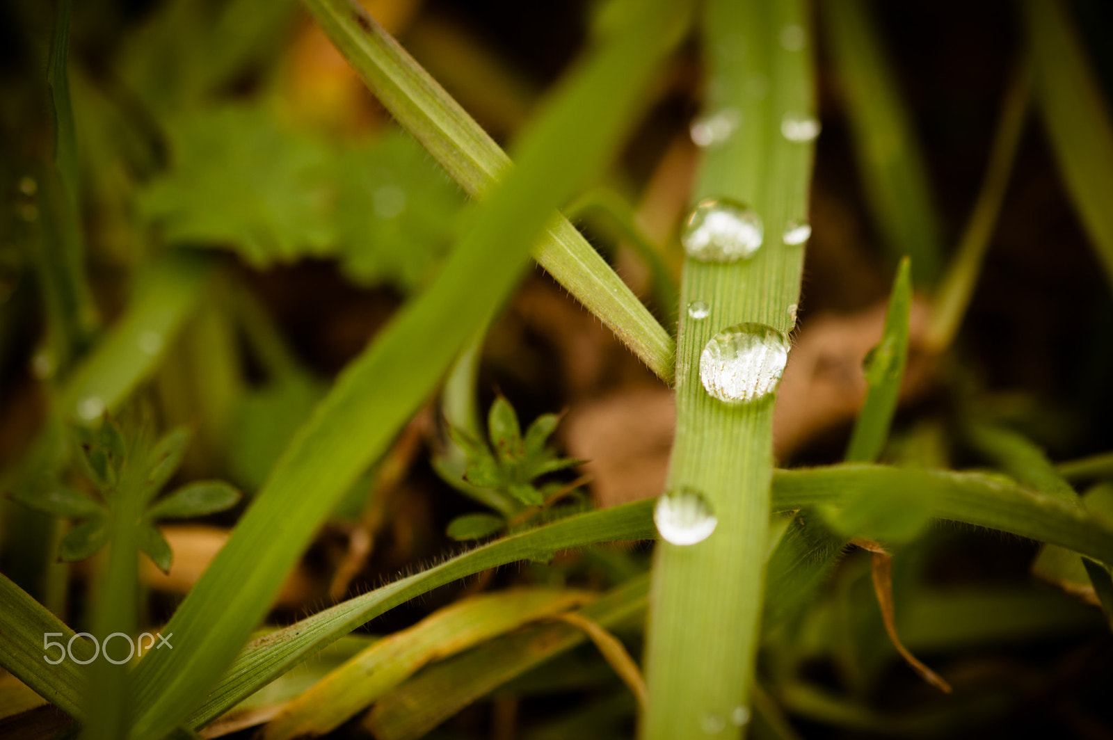 Sigma 105mm F2.8 EX DG OS HSM sample photo. Rugiada photography