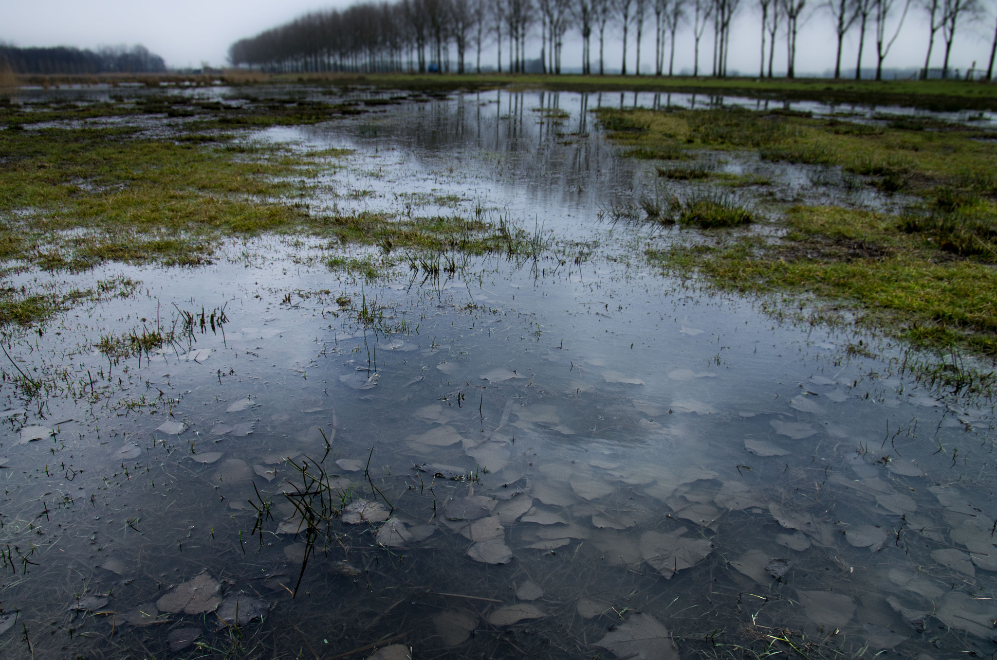 Pentax K-5 sample photo. Wetland photography