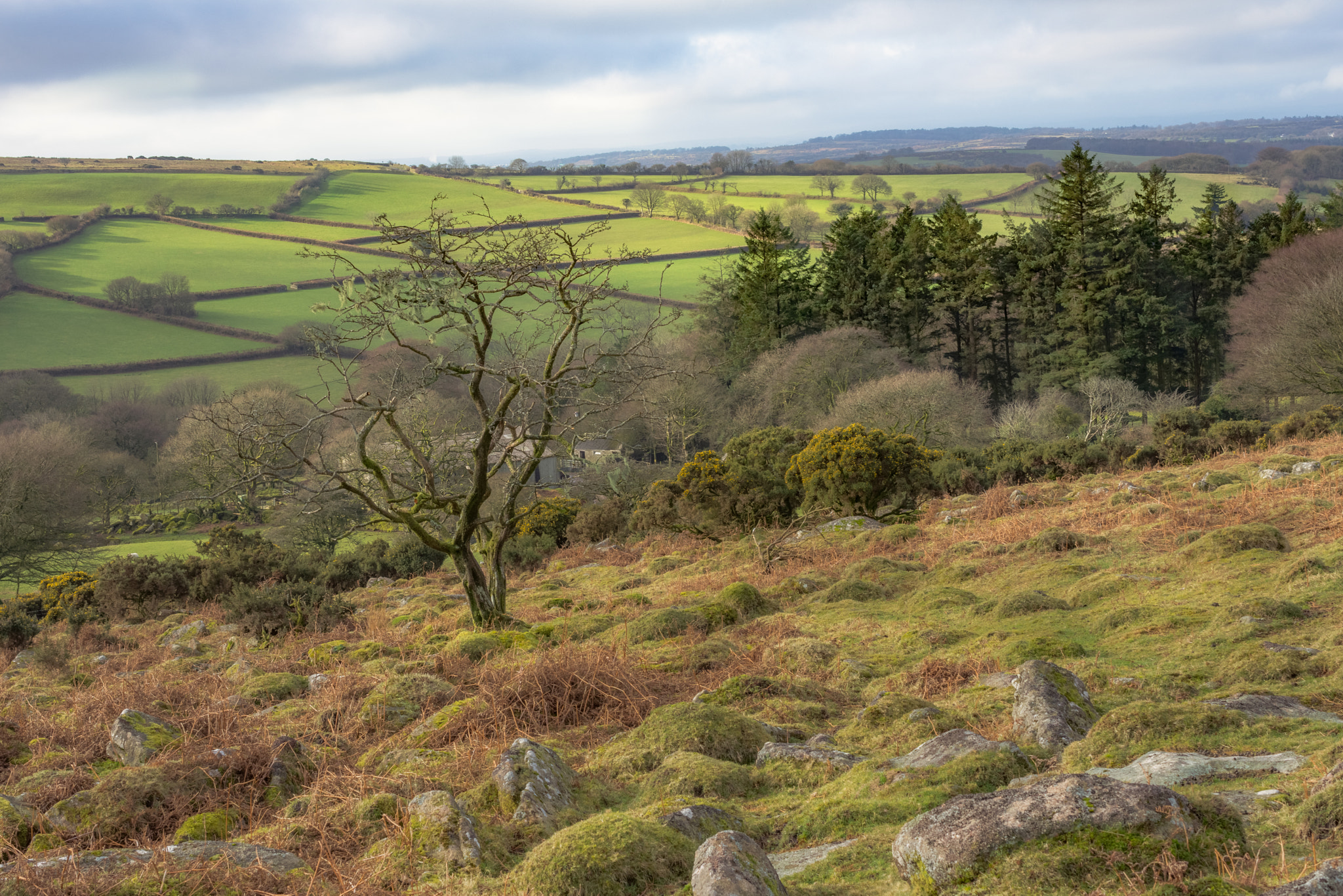 Nikon AF-S DX Micro Nikkor 40mm F2.8 sample photo. Sheepstor tree photography
