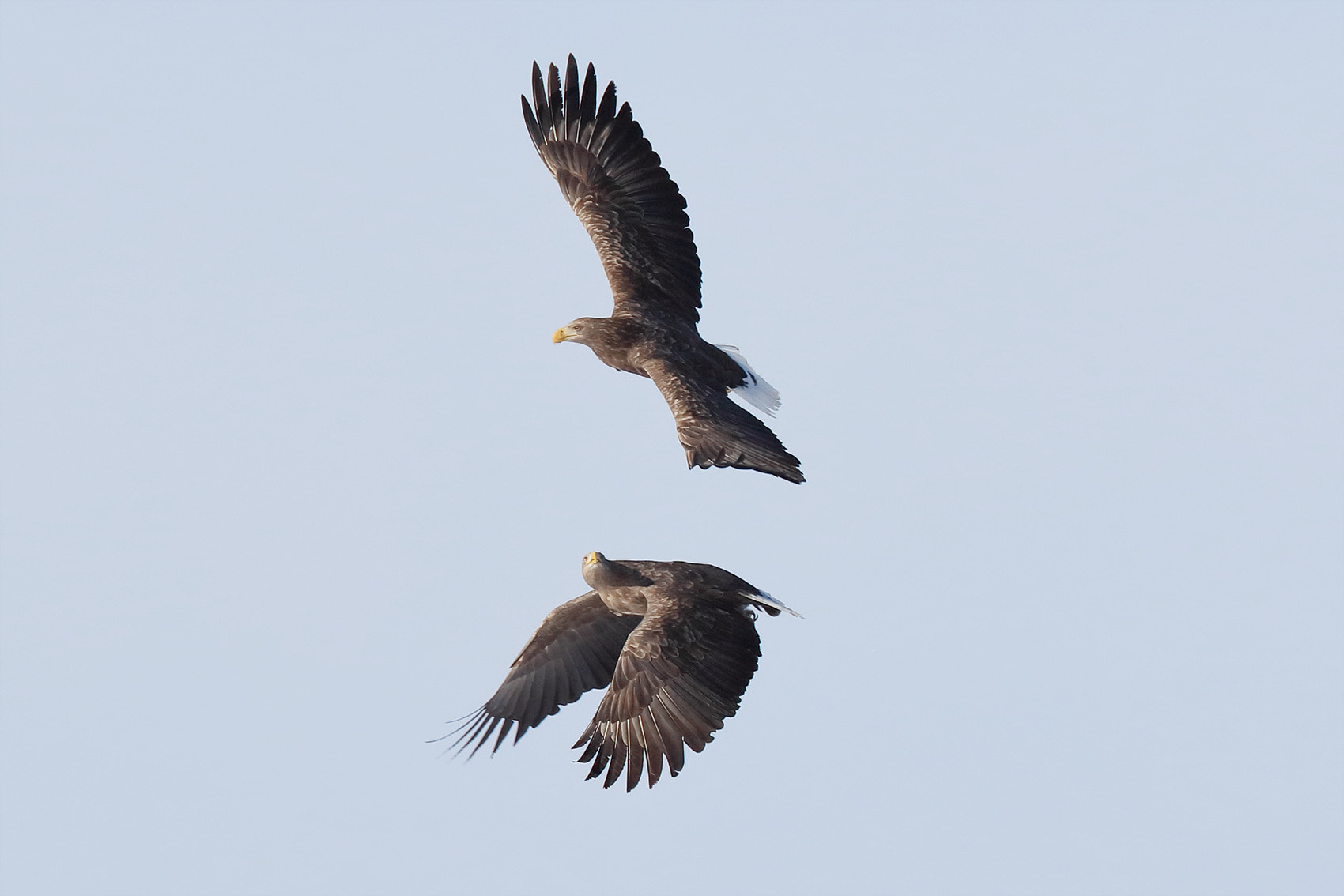 Canon EOS 5DS R + Canon EF 400mm F2.8L IS II USM sample photo. White-tailed sea eagle photography