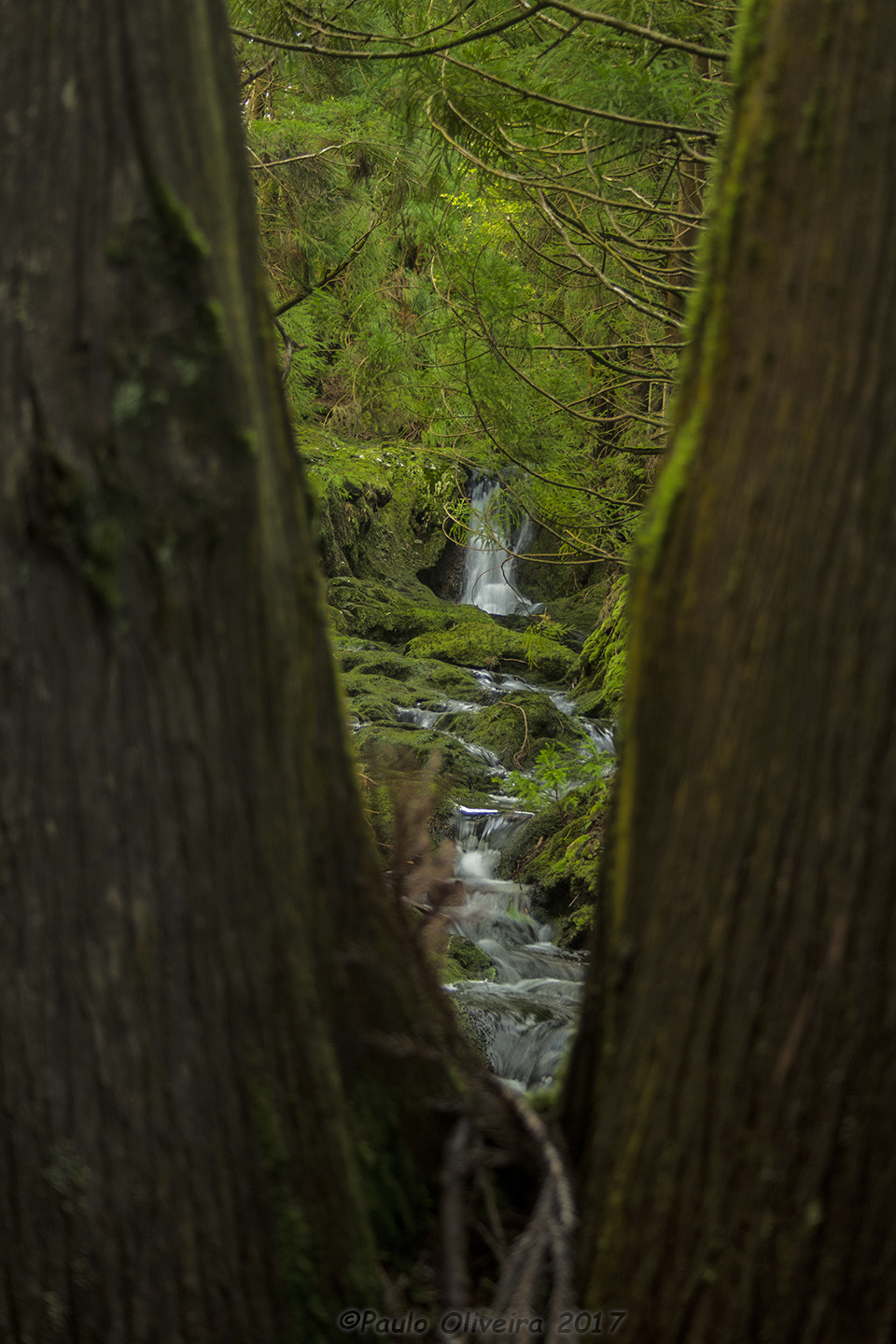 Canon EF-S 18-55mm F3.5-5.6 II sample photo. Por entre os troncos photography