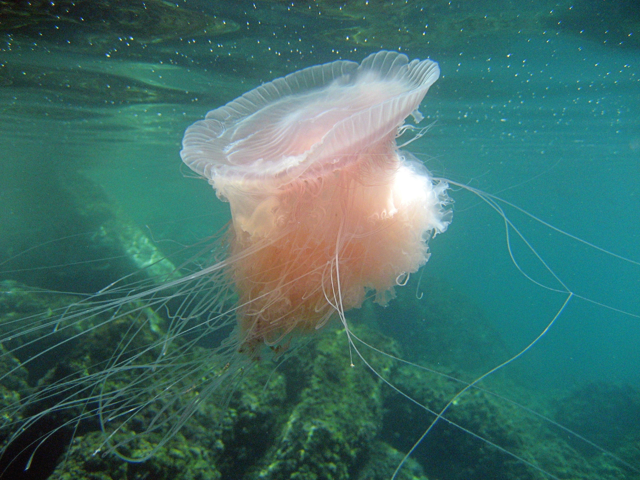 Canon DIGITAL IXUS 65 sample photo. Jellyfish photography