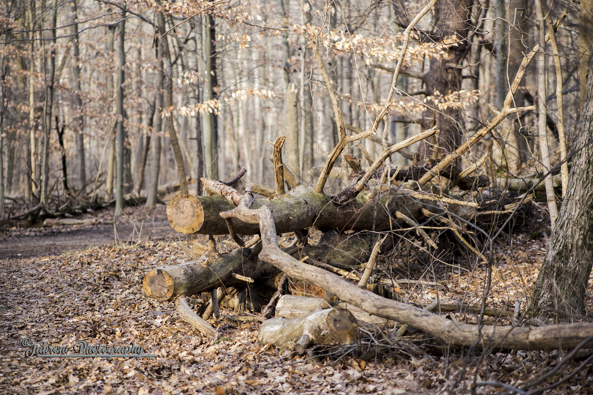 Canon EOS 6D + EF75-300mm f/4-5.6 sample photo. Winter photography