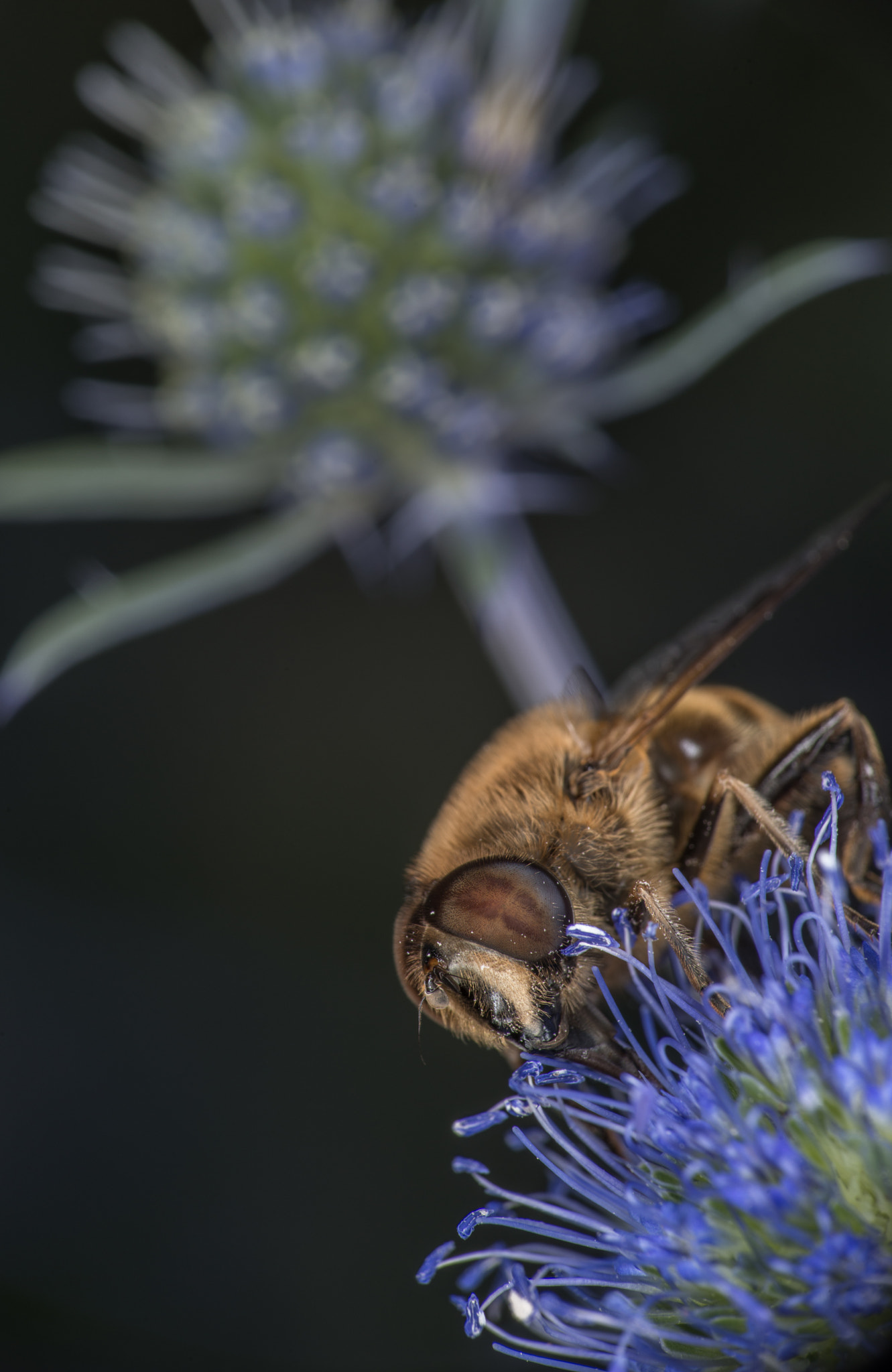 Nikon D800 + Tokina AT-X Pro 100mm F2.8 Macro sample photo. Buzzzz photography