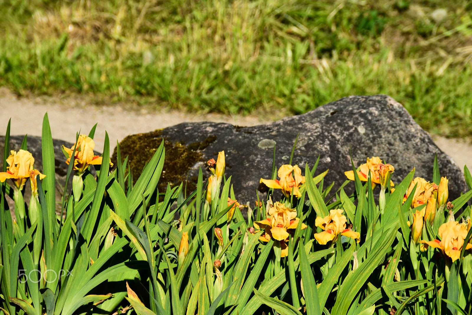 Nikon D3300 + Tamron AF 18-200mm F3.5-6.3 XR Di II LD Aspherical (IF) Macro sample photo. Yellow irises blooming. photography